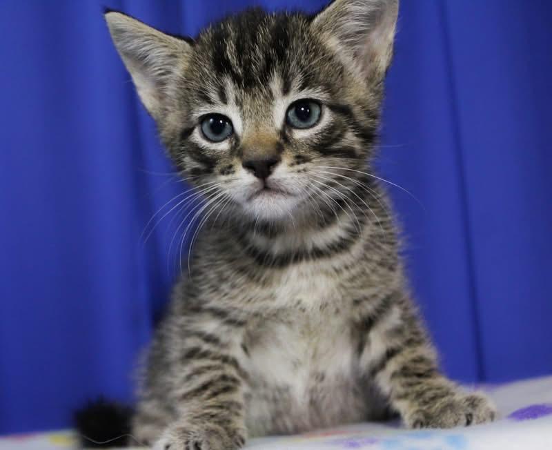 Mike, Adoptable, Kitten Male Domestic Short Hair.