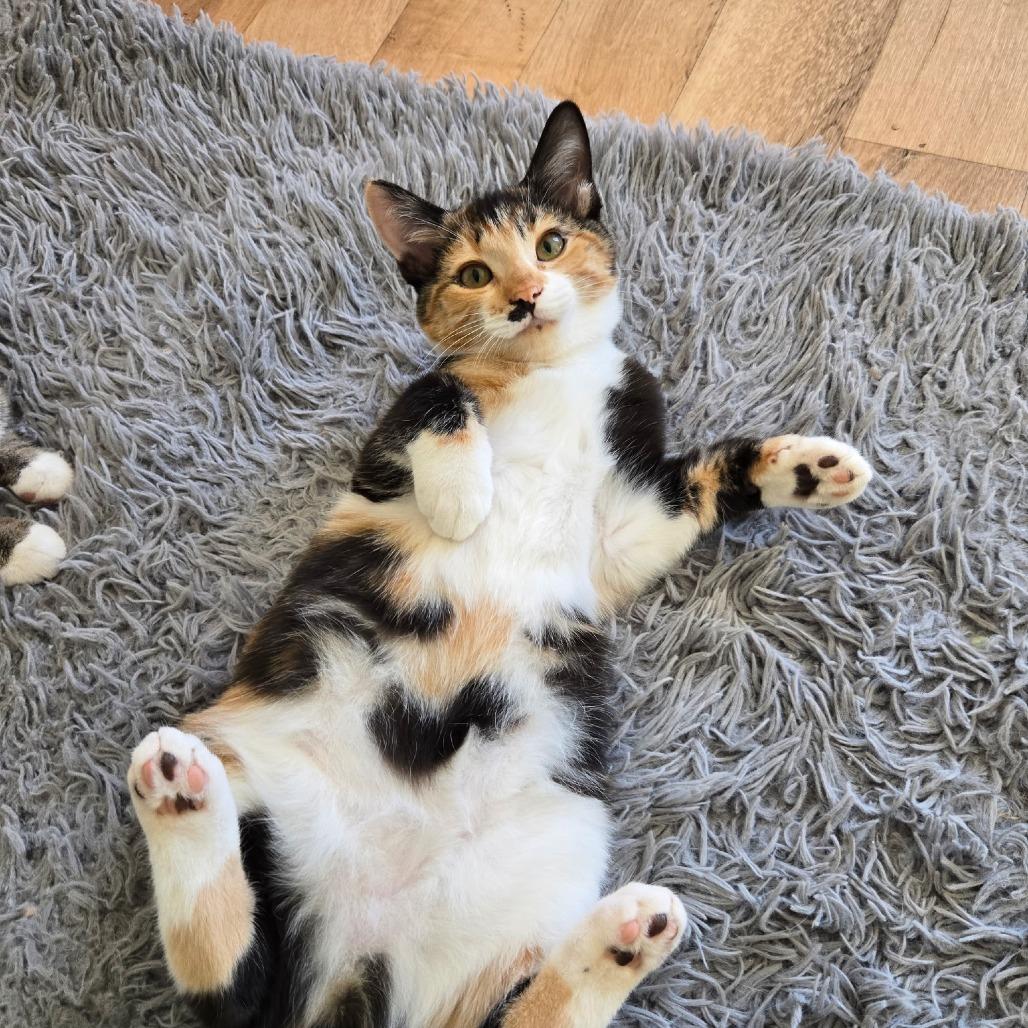 Daphne, Adoptable, Young Female Domestic Short Hair.