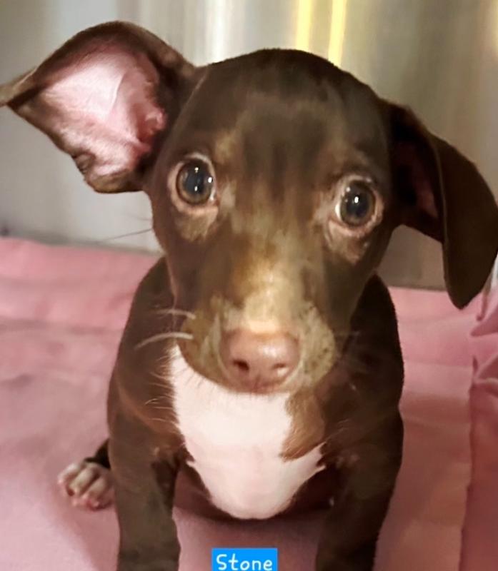 Stone, Adoptable, Puppy Male Dachshund & Hound.