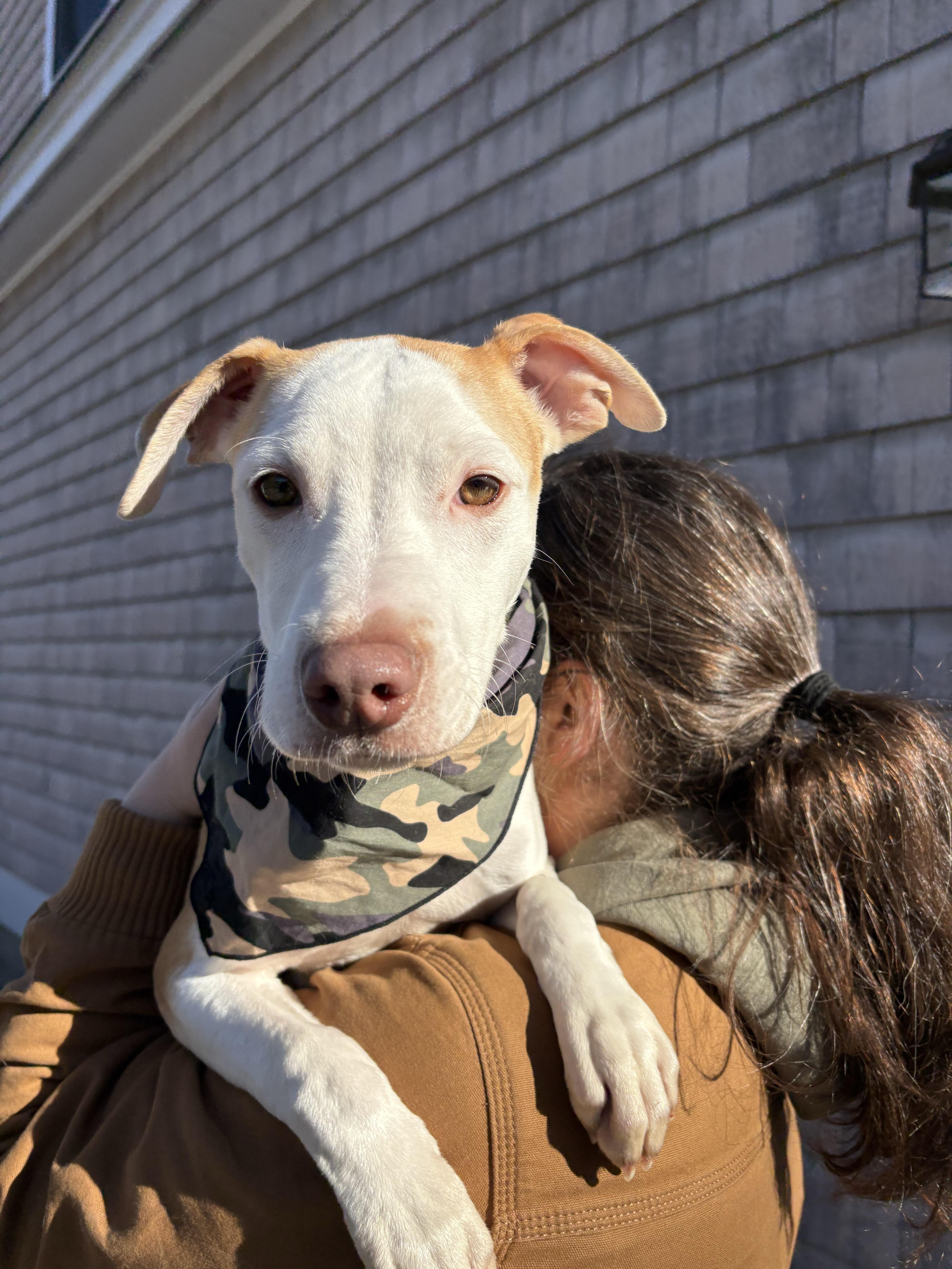 Enlarge Shadow, a Adoptable mixed breed in New Boston, NH image 5/6