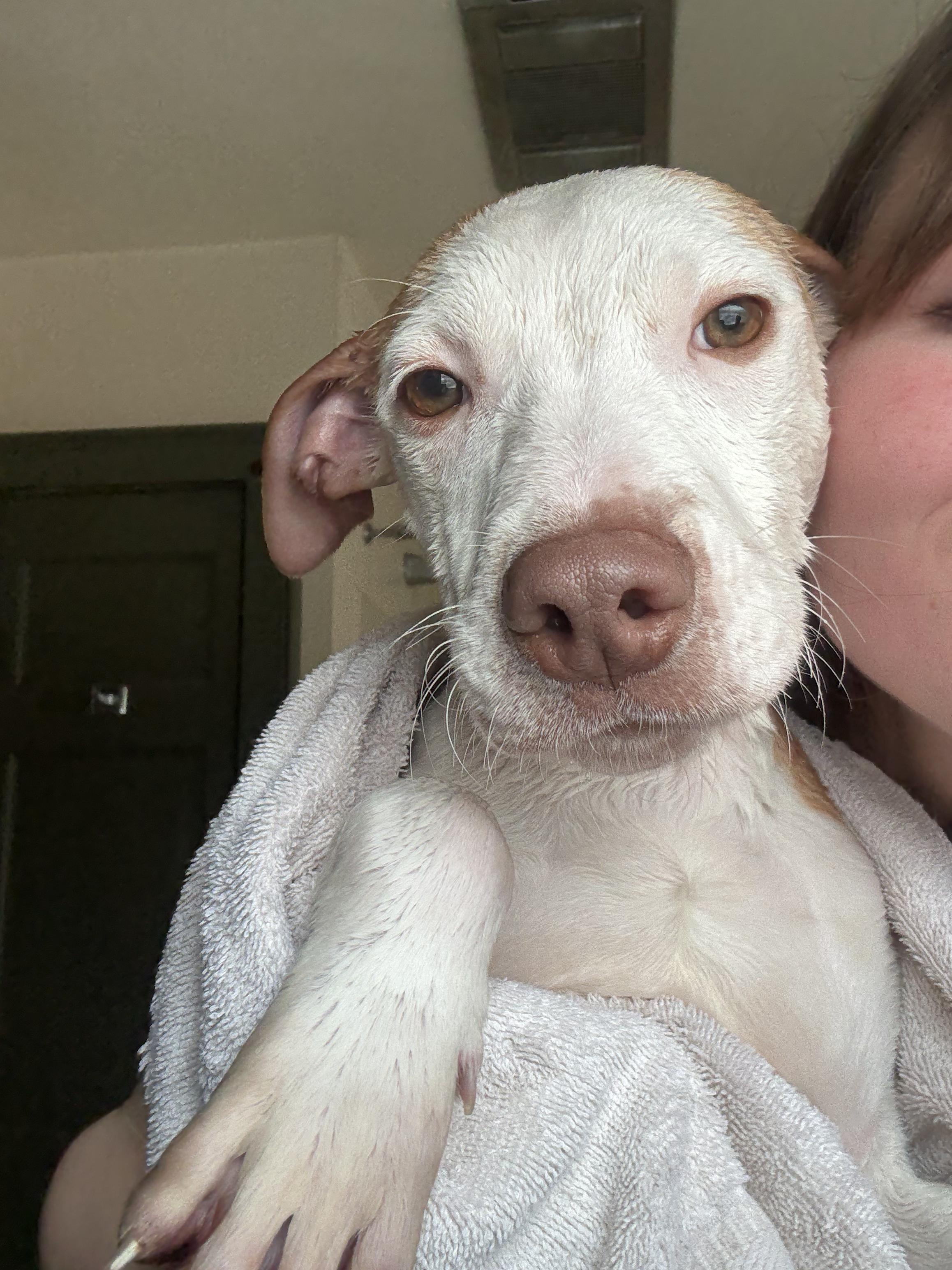 Enlarge Shadow, a Adoptable mixed breed in New Boston, NH image 2/6