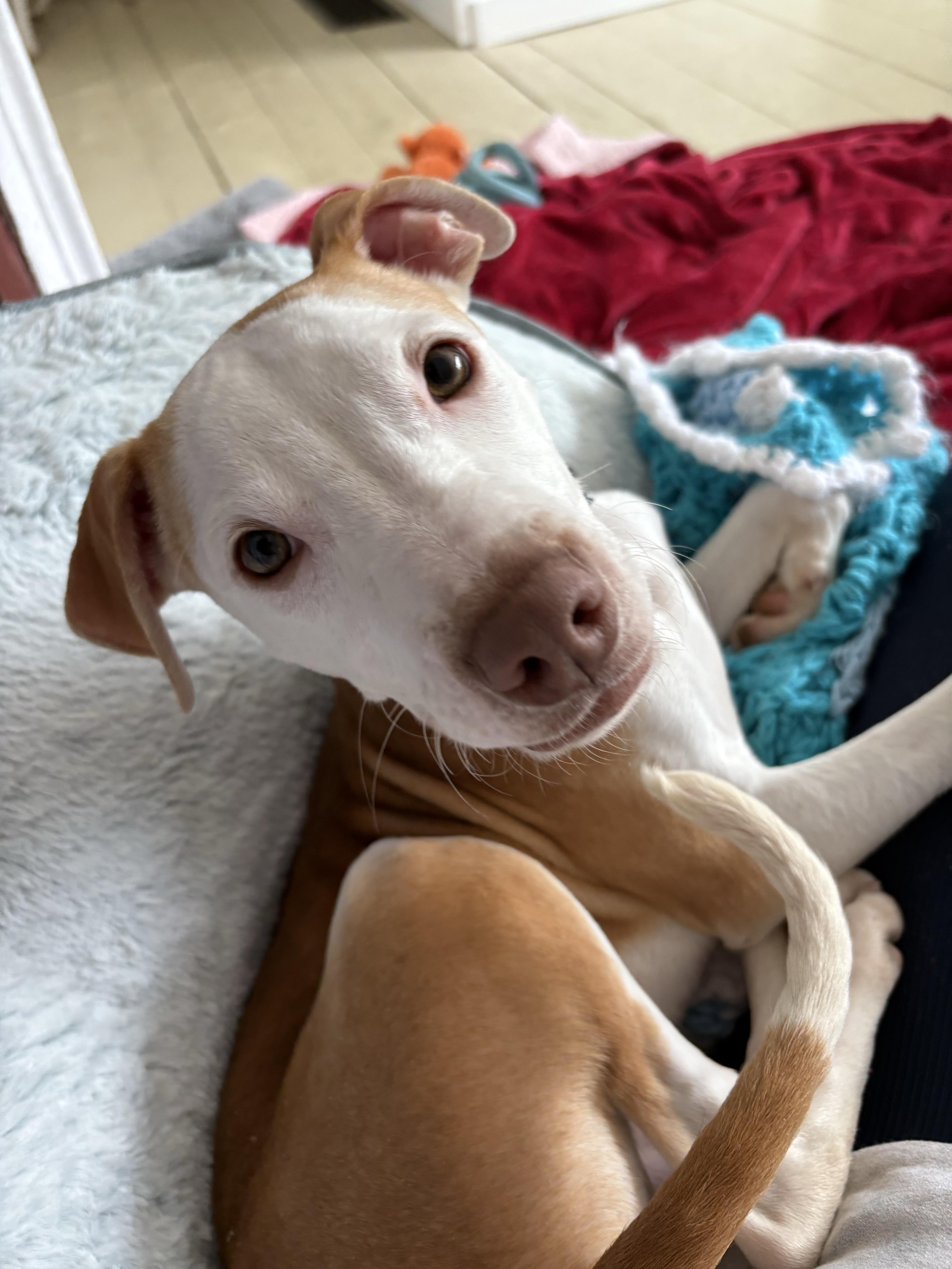 Enlarge Shadow, a Adoptable mixed breed in New Boston, NH image 1/6