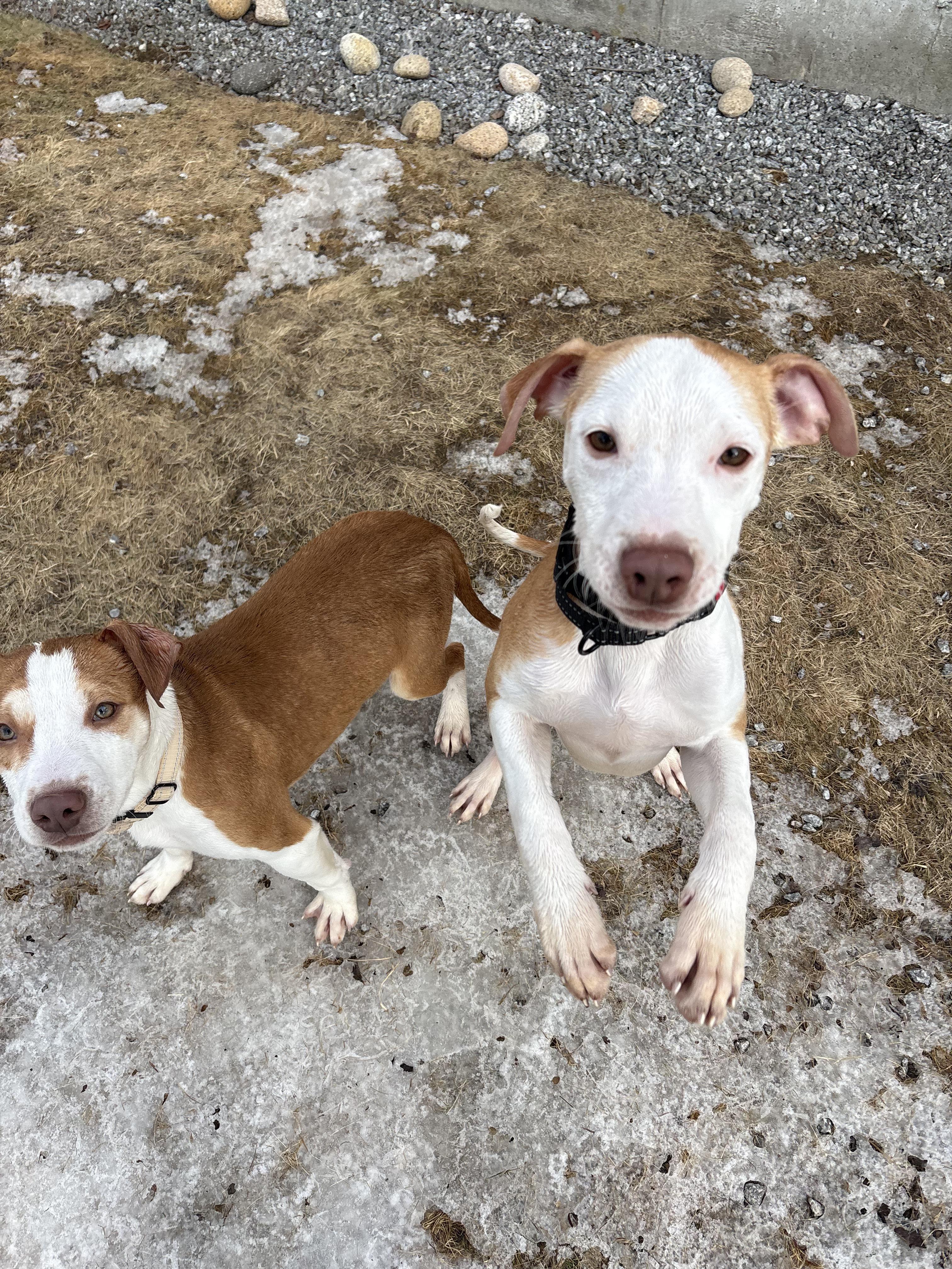 Enlarge Shadow, a Adoptable mixed breed in New Boston, NH image 3/6
