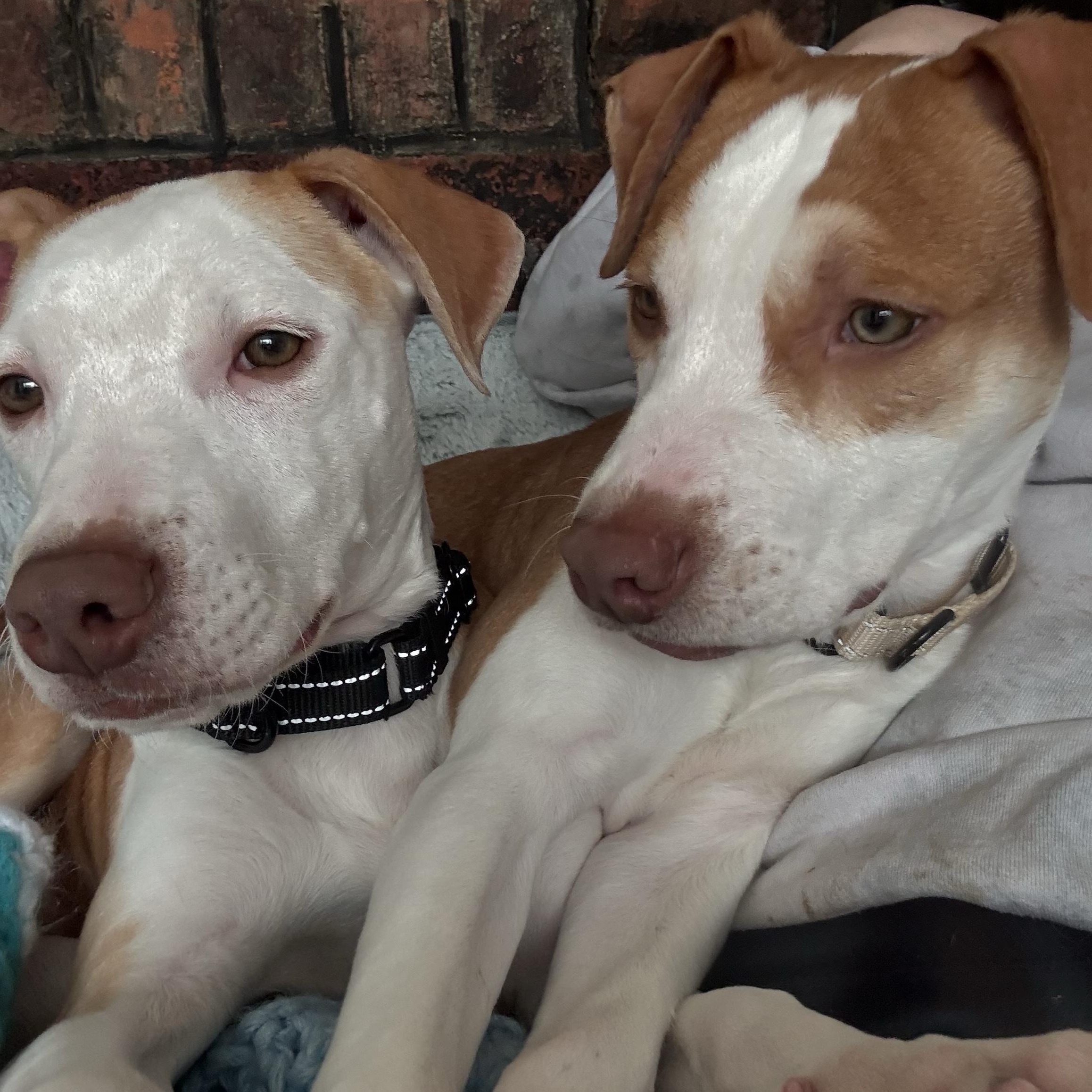 Enlarge Shadow, a Adoptable mixed breed in New Boston, NH image 4/6