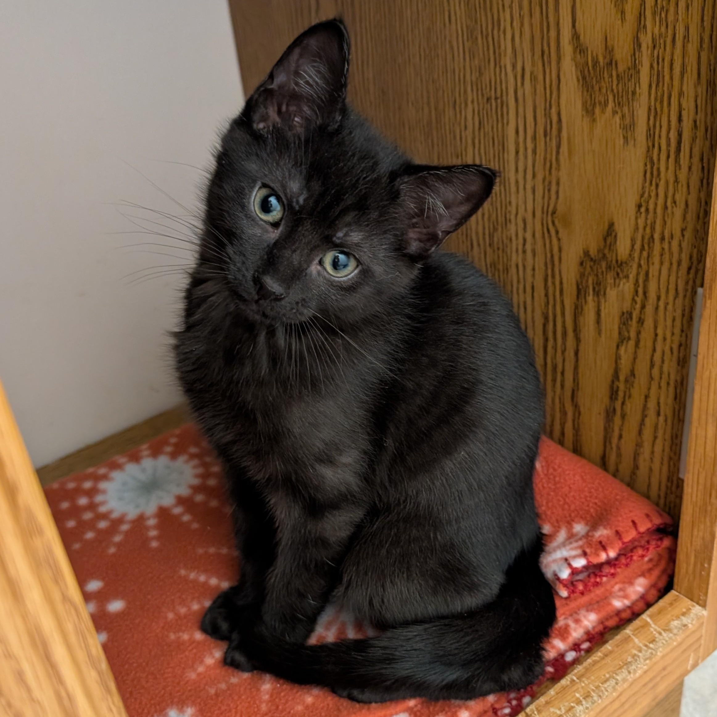 Max, ADOPTABLE, Kitten Male Domestic Short Hair & Bombay.