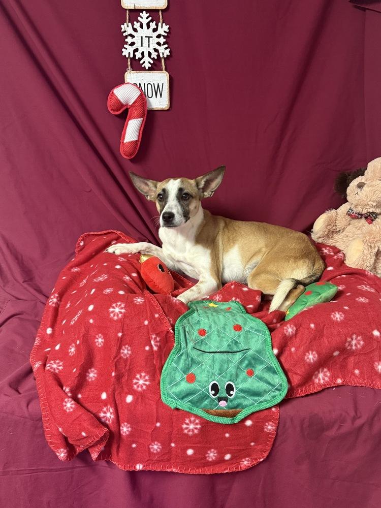 Enlarge Dancer, a Adoptable Jack Russell Terrier in Opelousas, LA image 1/1