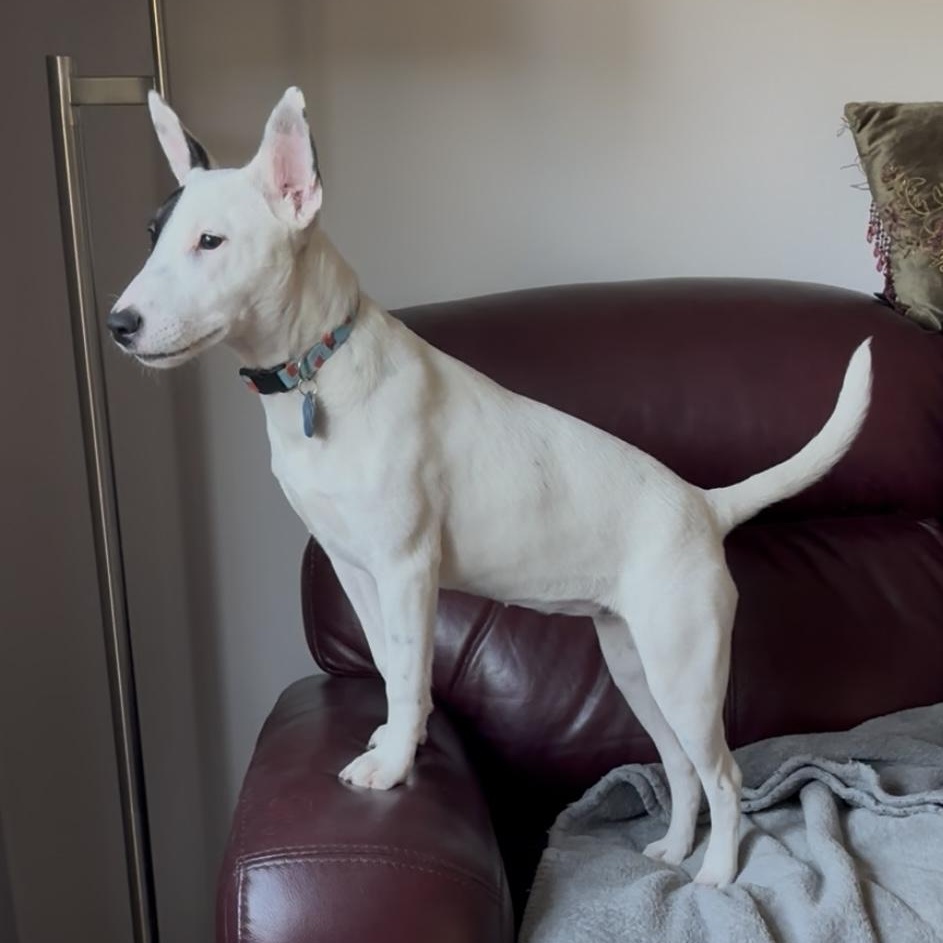 Dottie, a Adoptable mixed breed in Omaha, NE image 2/6