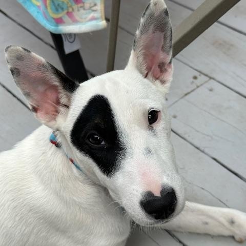 Dottie, a Adoptable mixed breed in Omaha, NE image 4/6