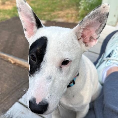 Dottie, a Adoptable mixed breed in Omaha, NE image 5/6