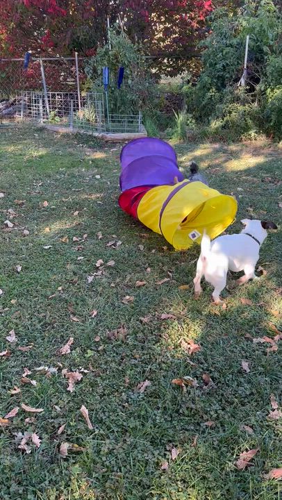 Enlarge Dottie, a Adoptable mixed breed in Omaha, NE video 6/6