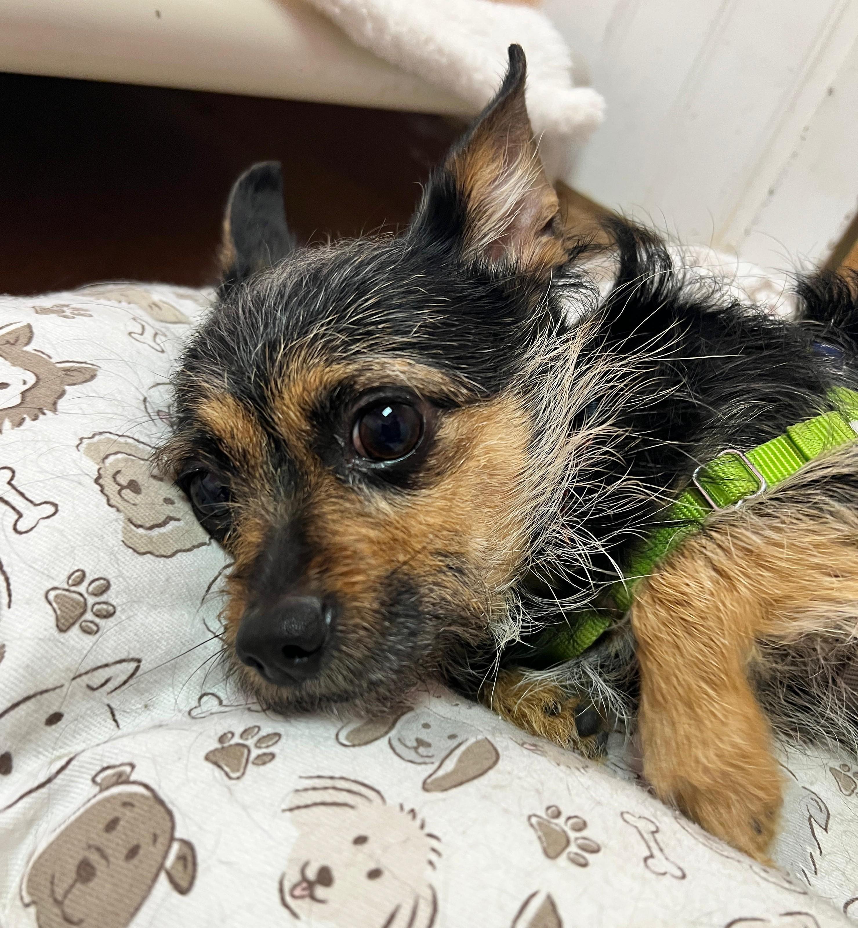 Sarah, adopted, Adult Female Border Terrier & Chihuahua.