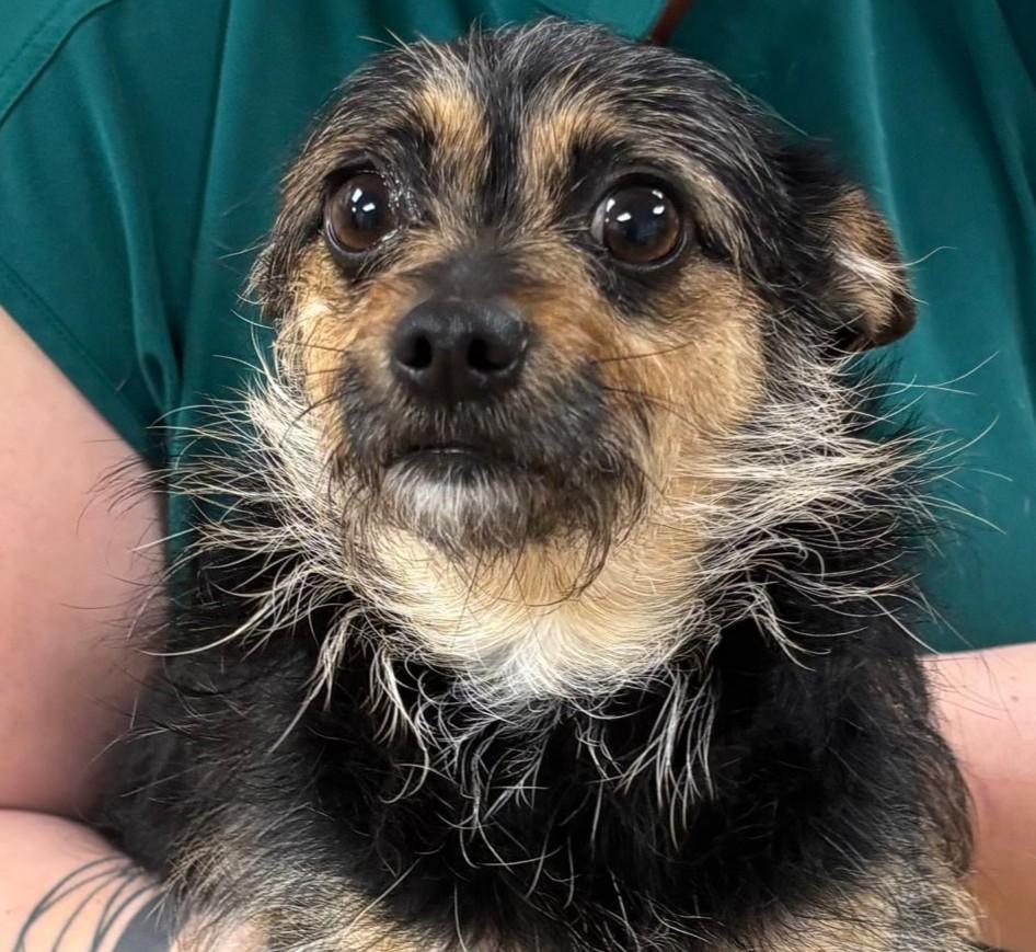 Sarah, an adopted mixed breed in Norwalk, CT image 2/3