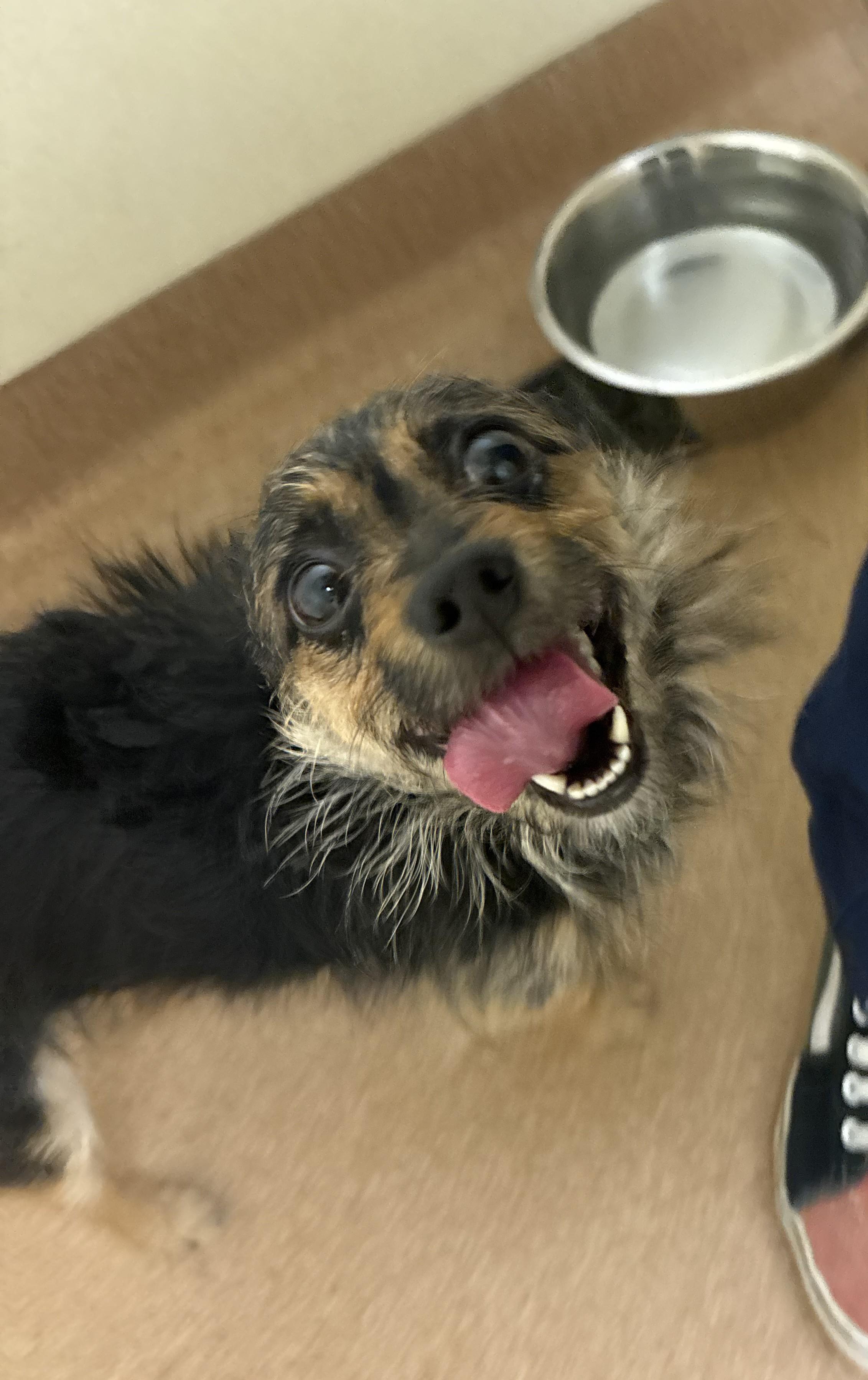 Sarah, an adopted mixed breed in Norwalk, CT image 3/3