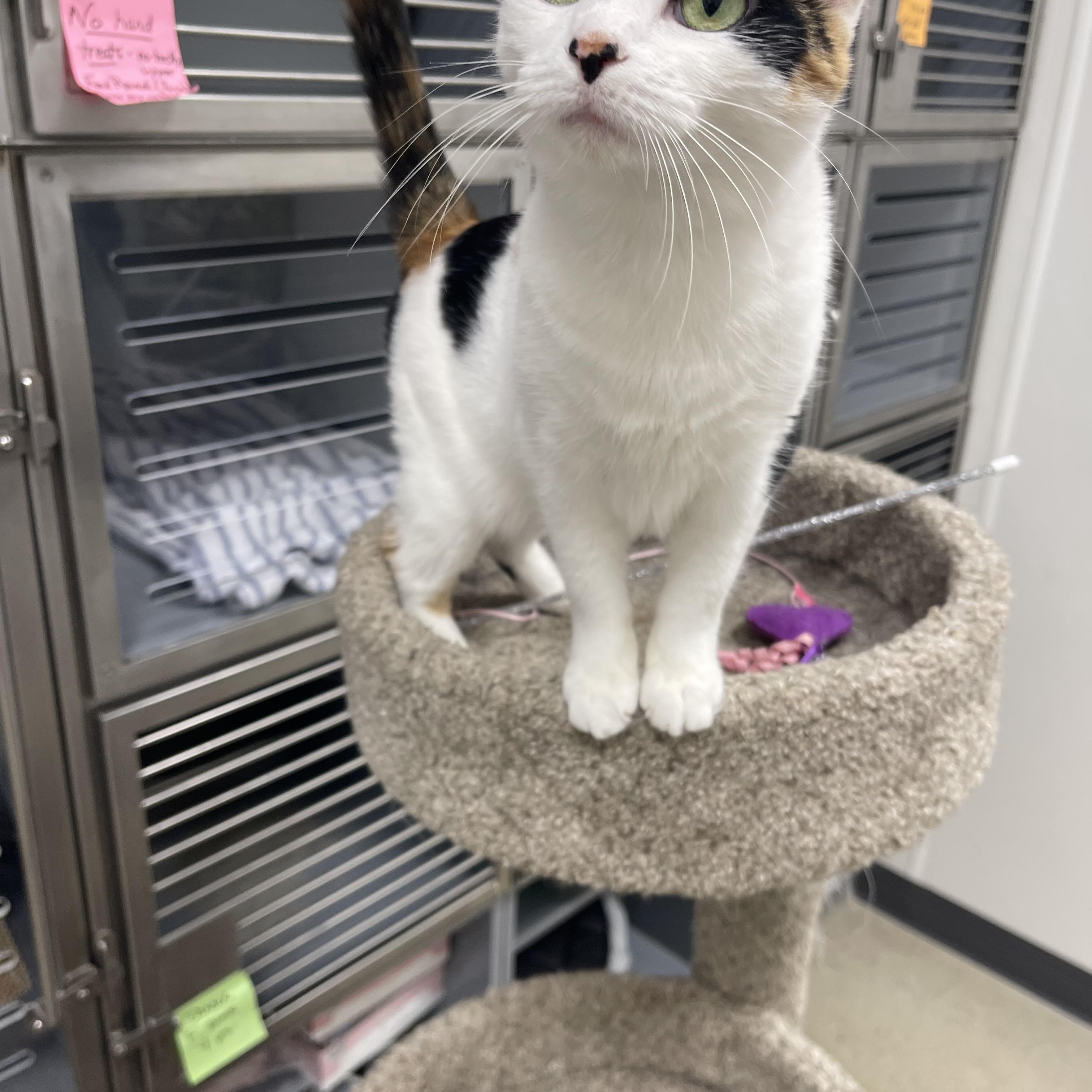 Louise, ADOPTABLE, Adult Female Calico.