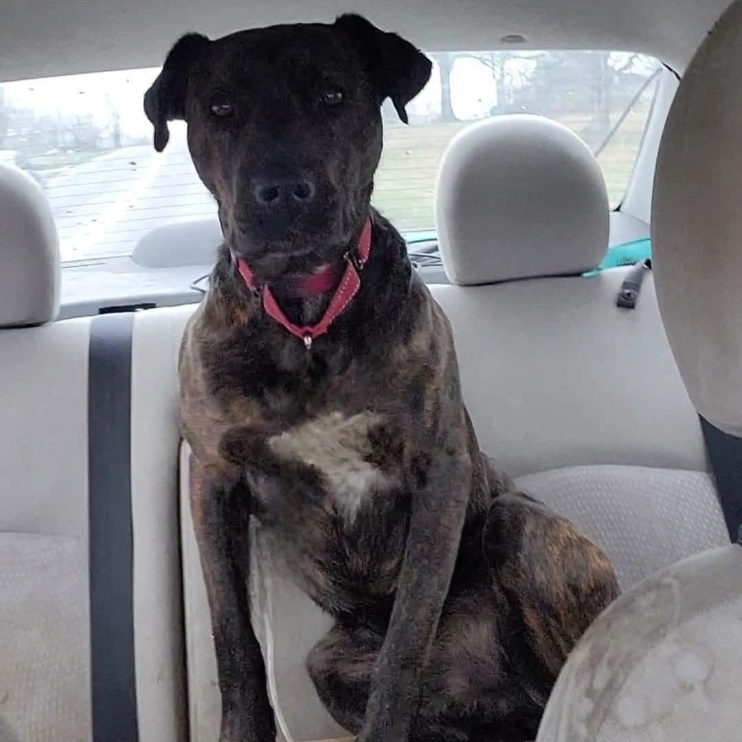 Zeus, Adoptable, Adult Male Mountain Cur & Plott Hound.