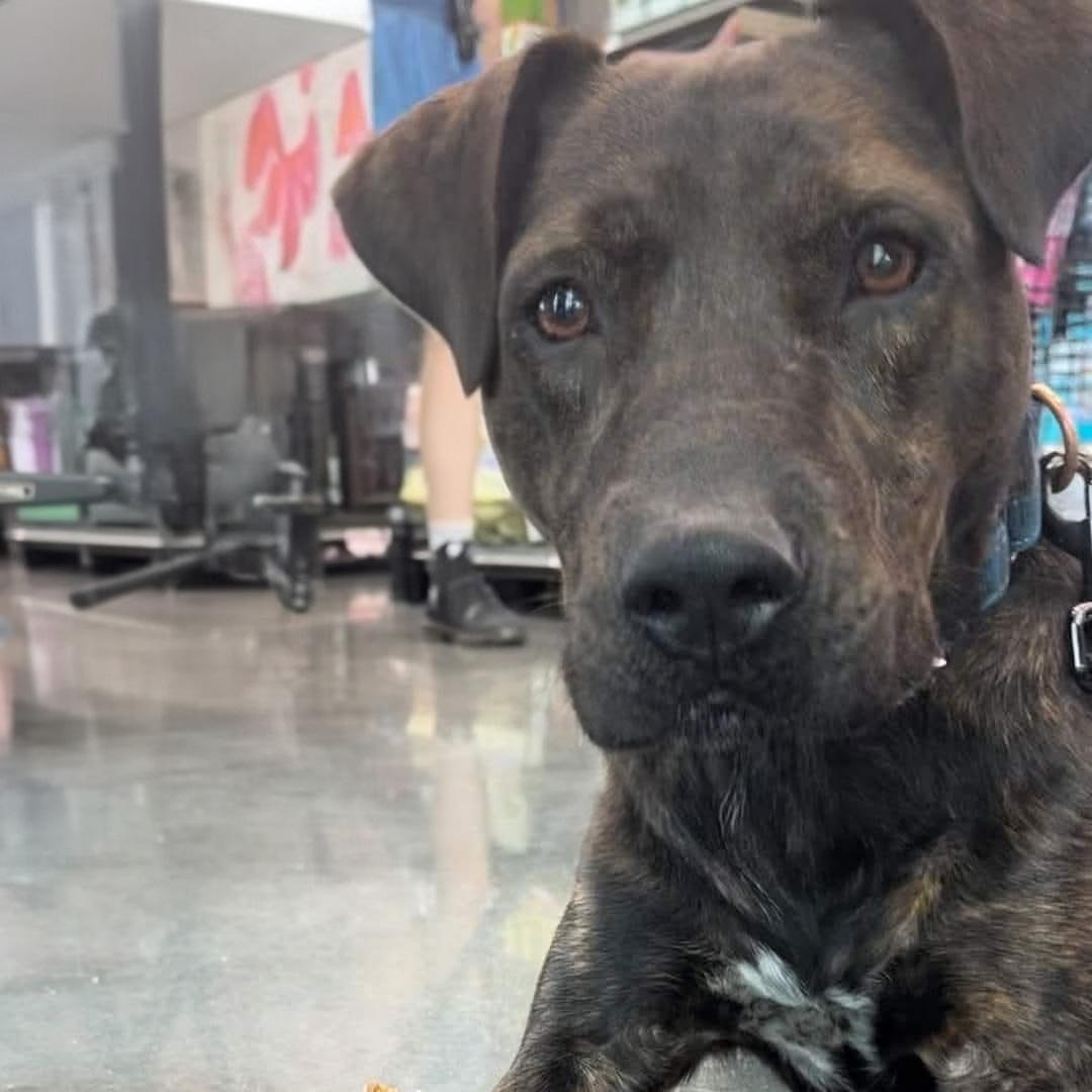 Zeus, a Adoptable mixed breed in Lafayette, TN image 2/5