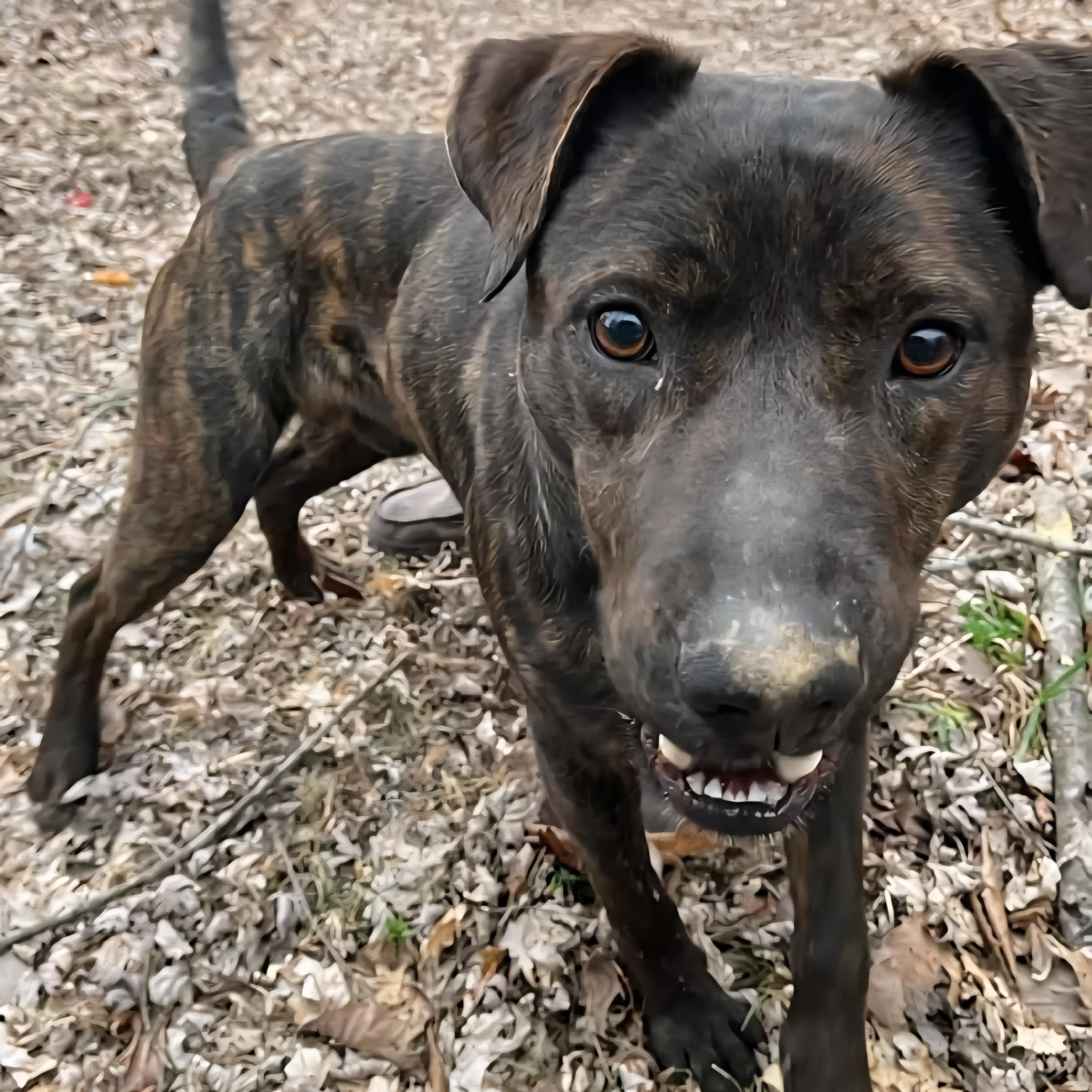 Zeus, a Adoptable mixed breed in Lafayette, TN image 3/5