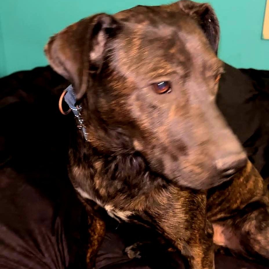 Zeus, a Adoptable mixed breed in Lafayette, TN image 4/5