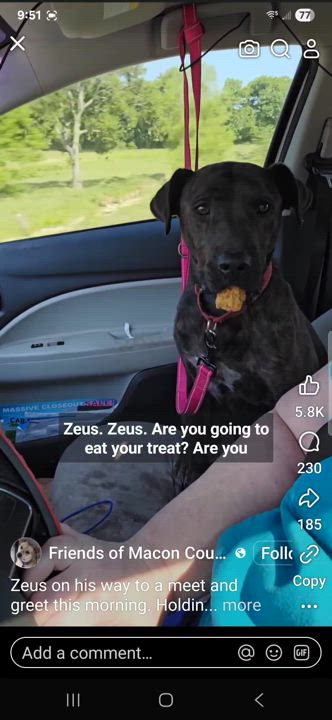 Enlarge Zeus, a Adoptable mixed breed in Lafayette, TN video 5/5