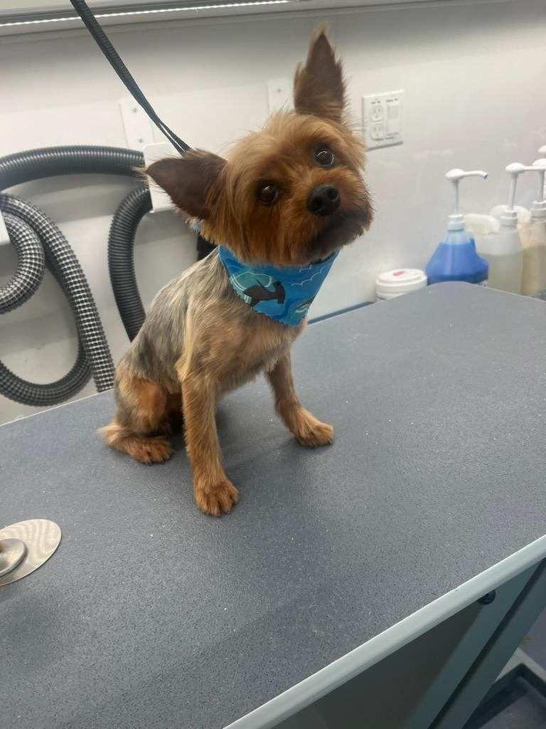 Enlarge Bert, a Adopted Yorkshire Terrier in Valparaiso, IN image 1/1