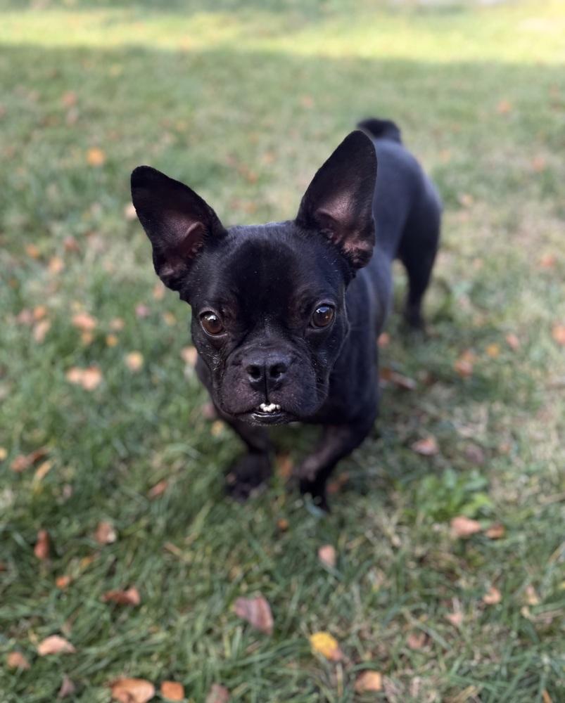 Persephone thumbnail 2