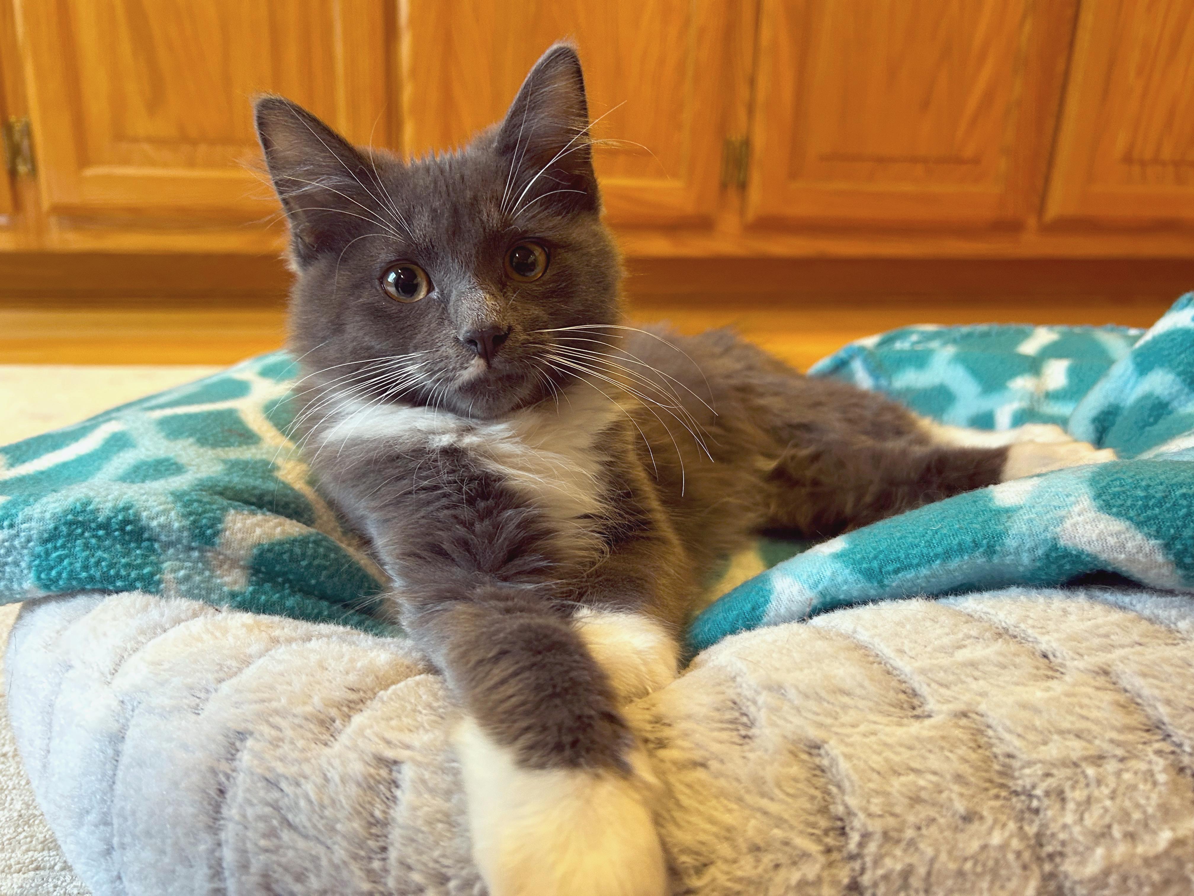 Enlarge Butterball (brothers are Meatball, Gumball & Cheeseball), an adopted Domestic Long Hair in Brighton, MI image 2/5