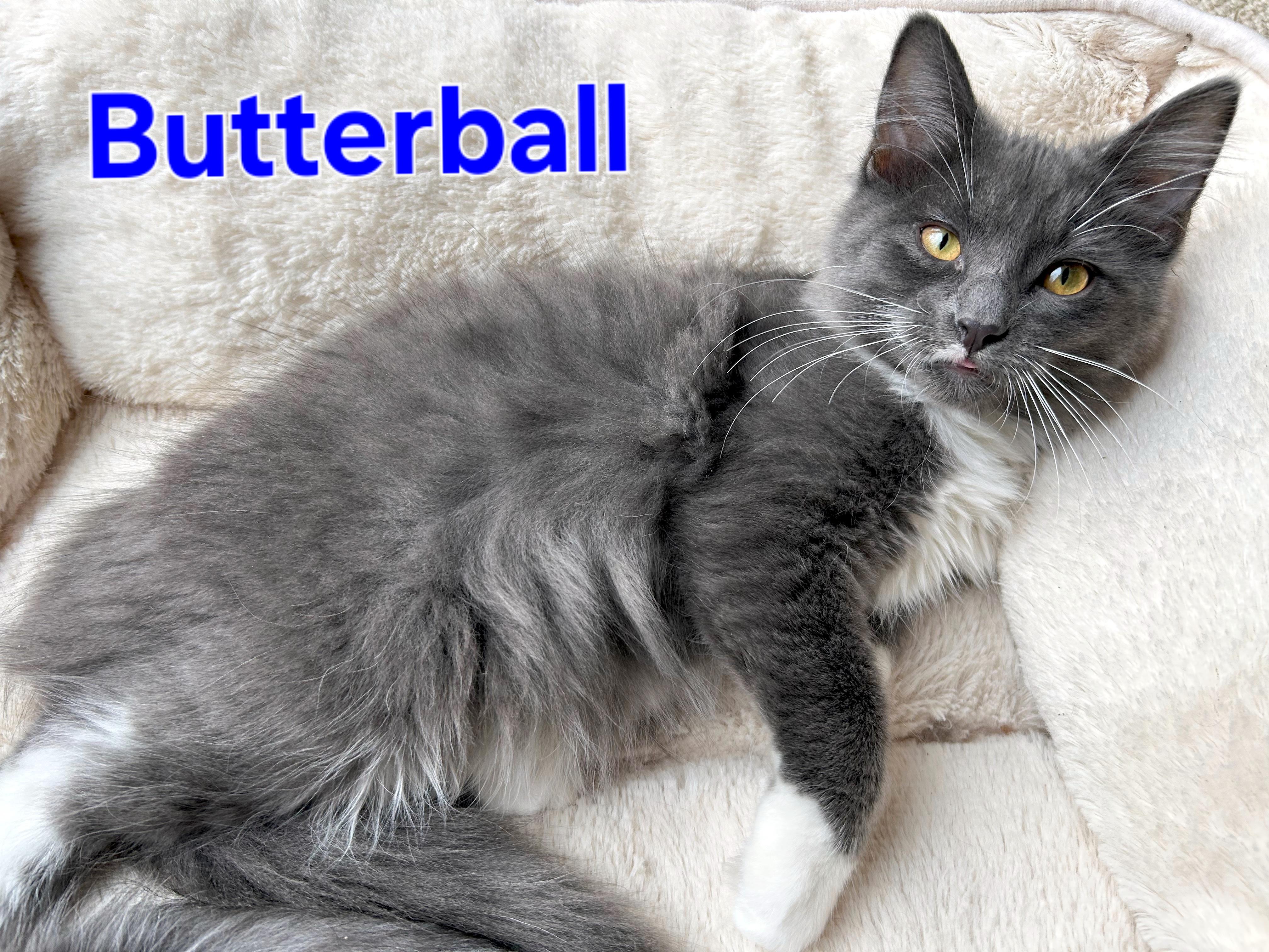 Enlarge Butterball (brothers are Meatball, Gumball & Cheeseball), an adopted Domestic Long Hair in Brighton, MI image 1/5