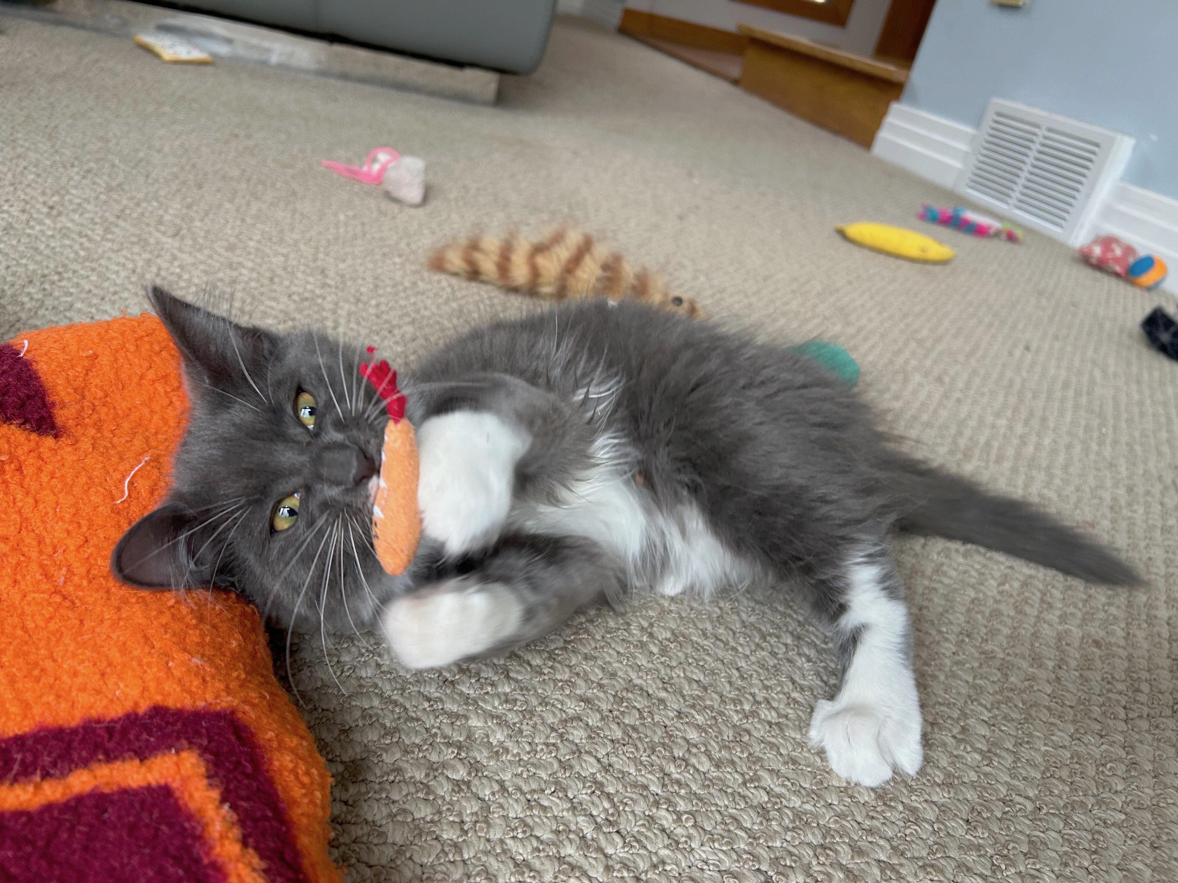 Enlarge Butterball (brothers are Meatball, Gumball & Cheeseball), an adopted Domestic Long Hair in Brighton, MI image 3/5