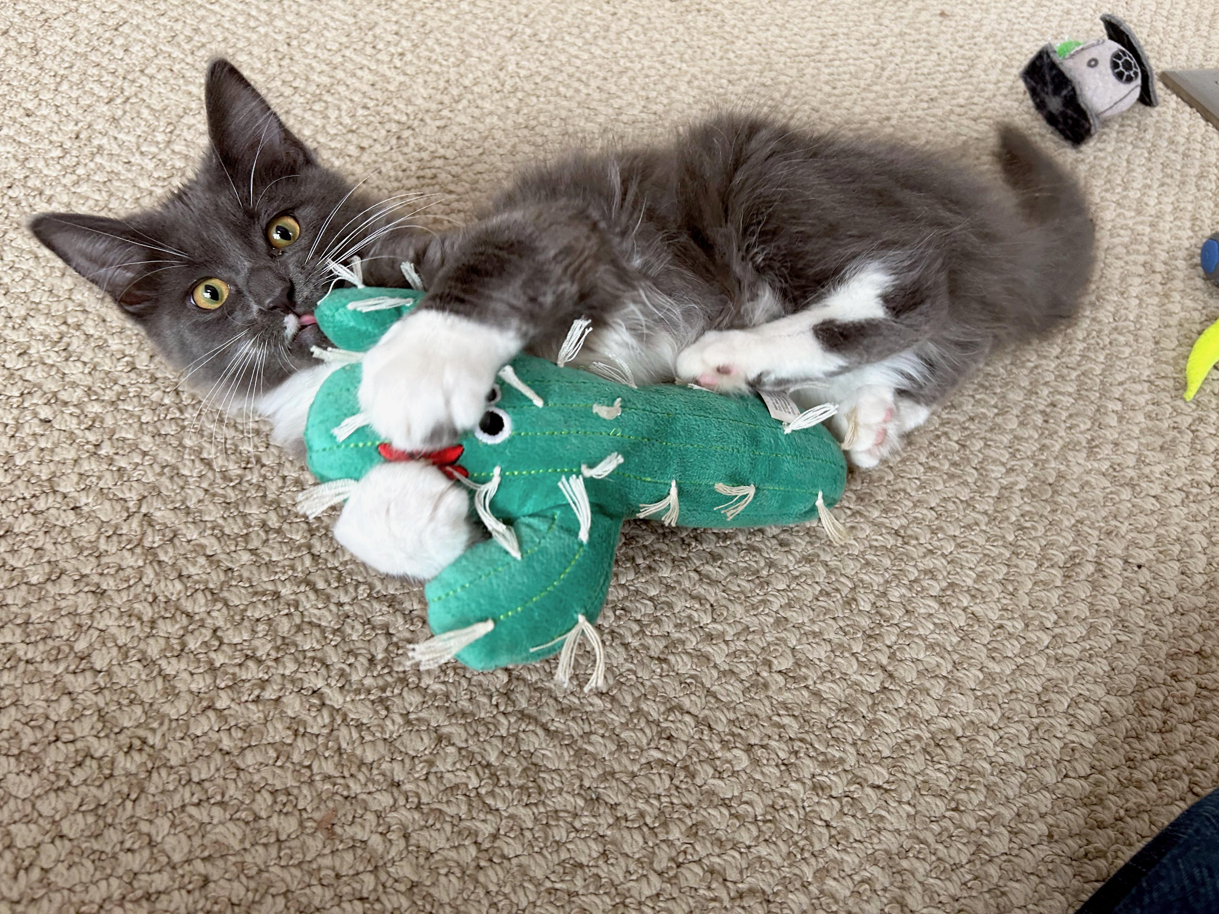 Enlarge Butterball (brothers are Meatball, Gumball & Cheeseball), an adopted Domestic Long Hair in Brighton, MI image 4/5