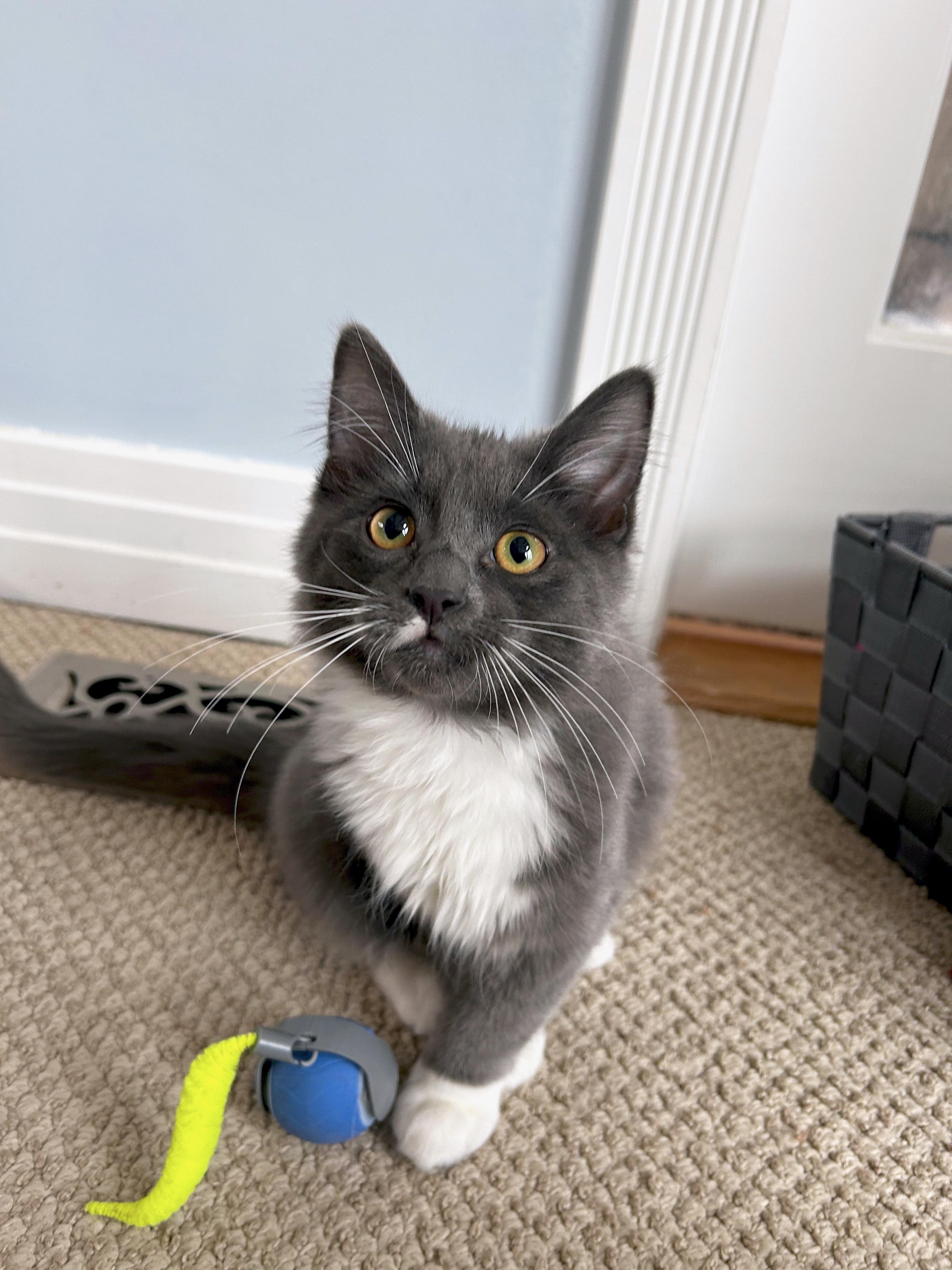 Enlarge Butterball (brothers are Meatball, Gumball & Cheeseball), an adopted Domestic Long Hair in Brighton, MI image 5/5