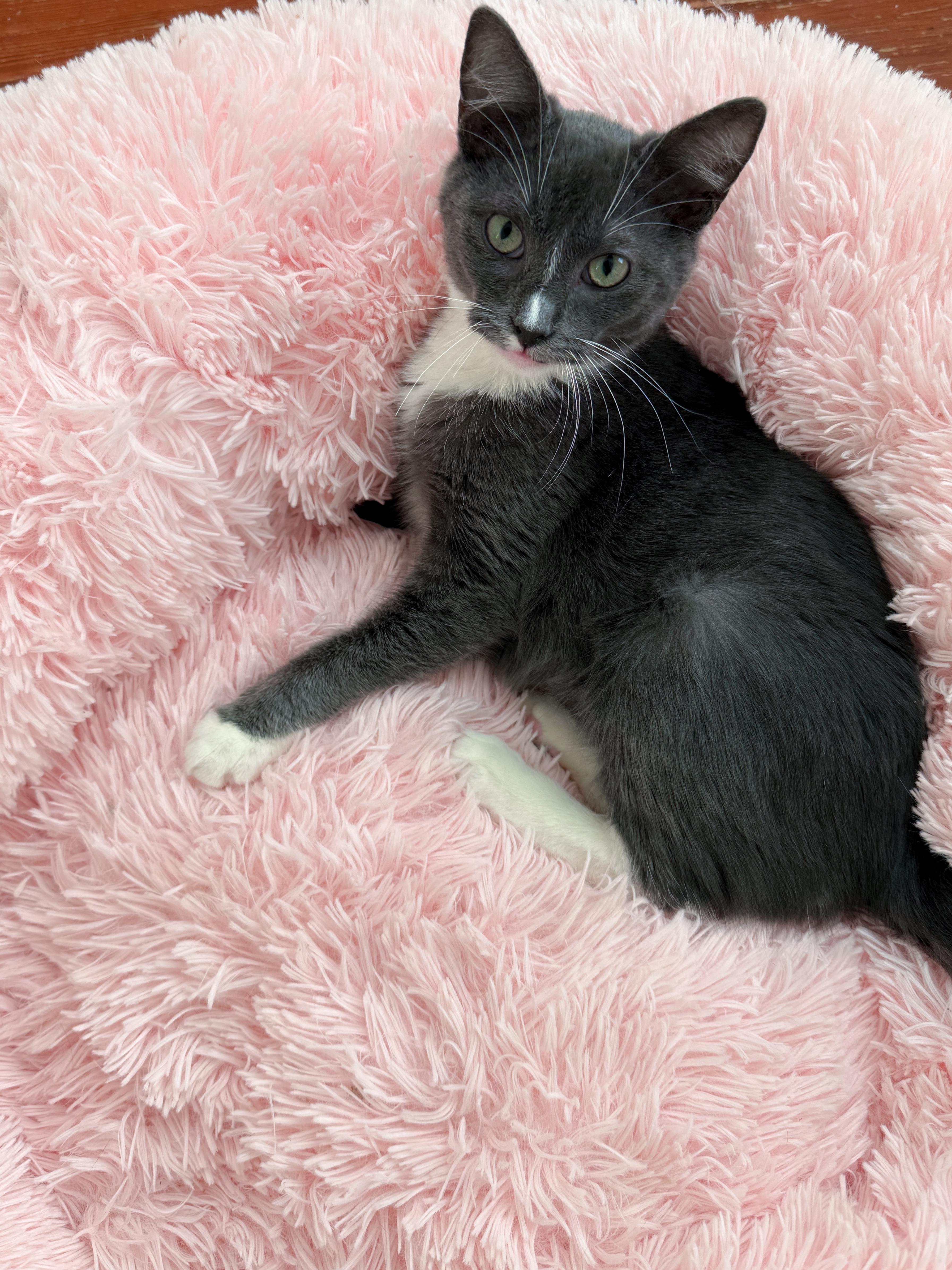 Enlarge Wembley, a Adoptable Domestic Short Hair in New Orleans, LA image 2/2