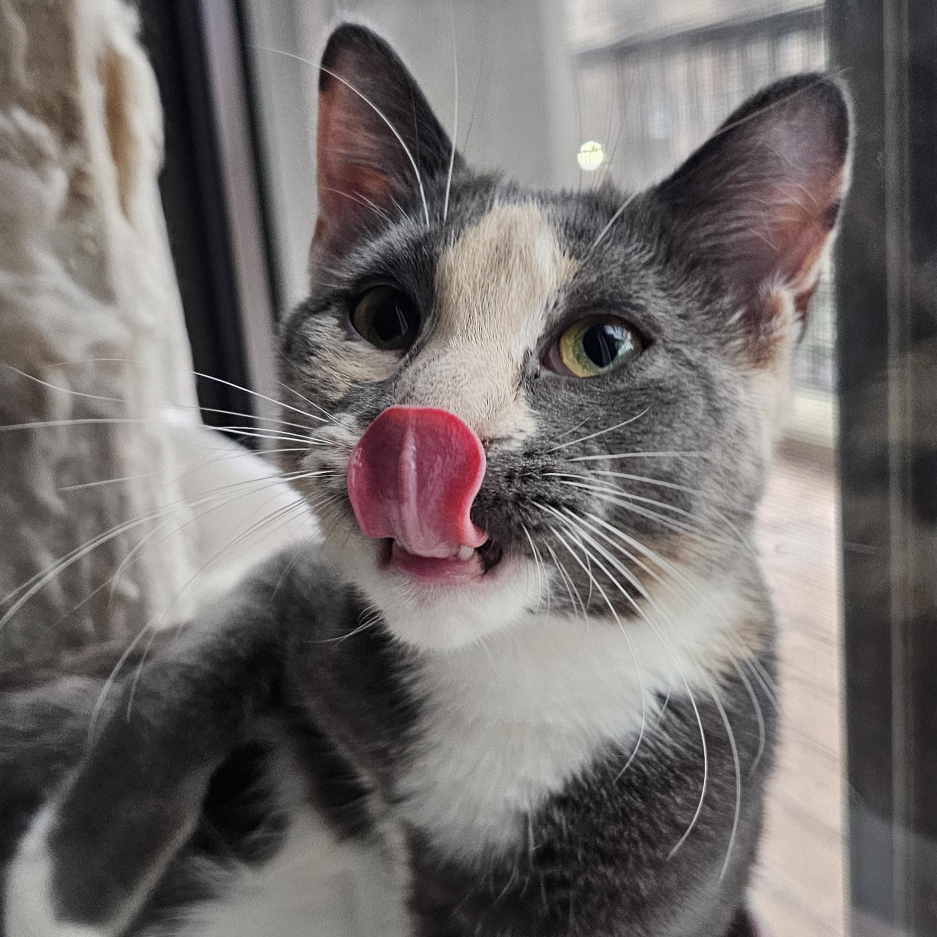 Enlarge Charlotte, a Adoptable Domestic Short Hair in Ridgefield, CT image 2/6