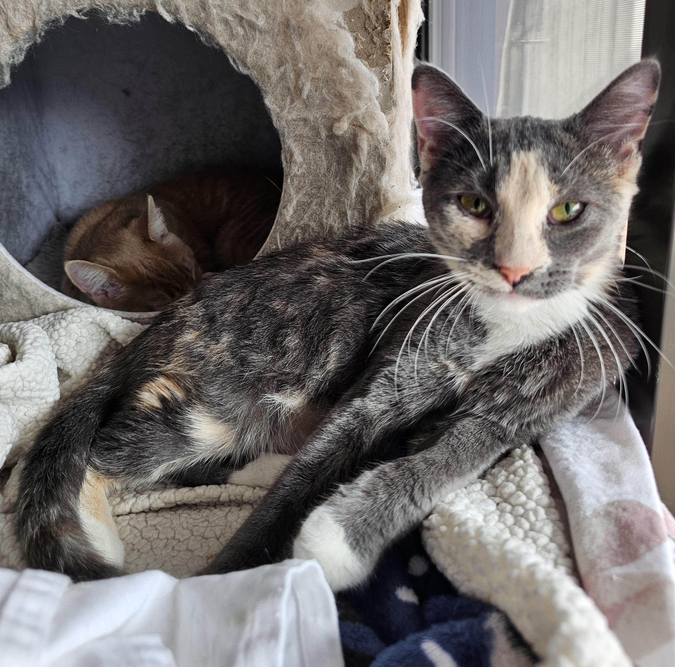 Enlarge Charlotte, a Adoptable Domestic Short Hair in Ridgefield, CT image 4/6