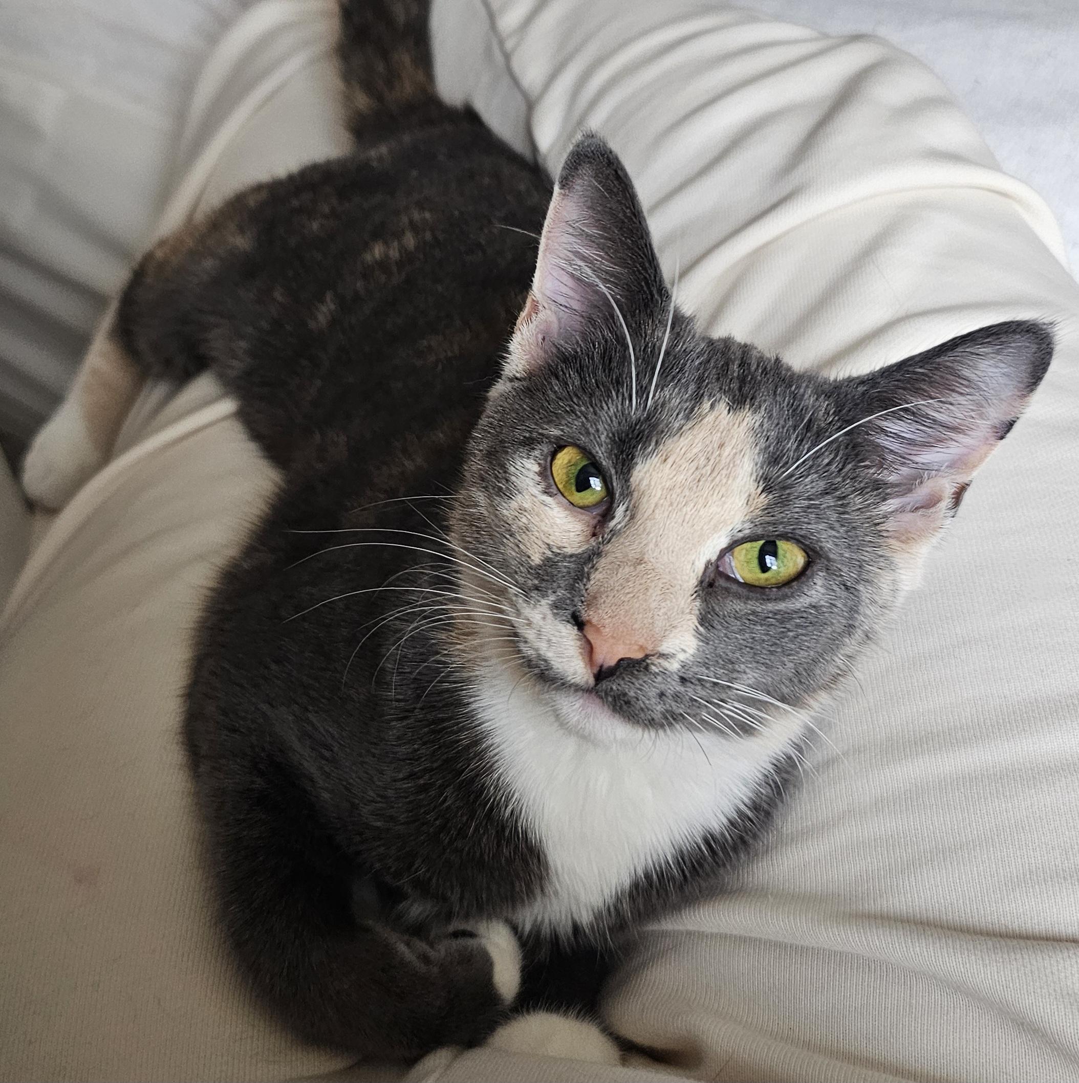 Enlarge Charlotte, a Adoptable Domestic Short Hair in Ridgefield, CT image 1/6