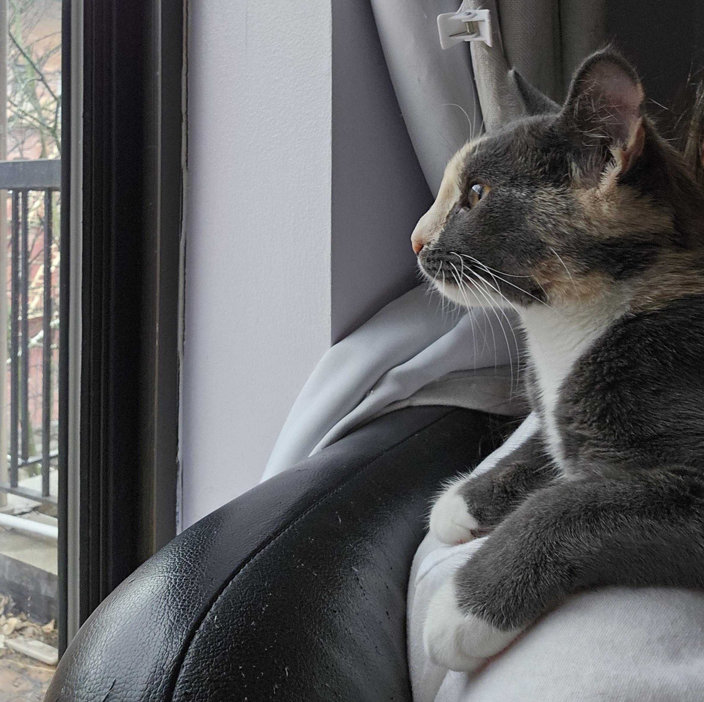 Enlarge Charlotte, a Adoptable Domestic Short Hair in Ridgefield, CT image 3/6