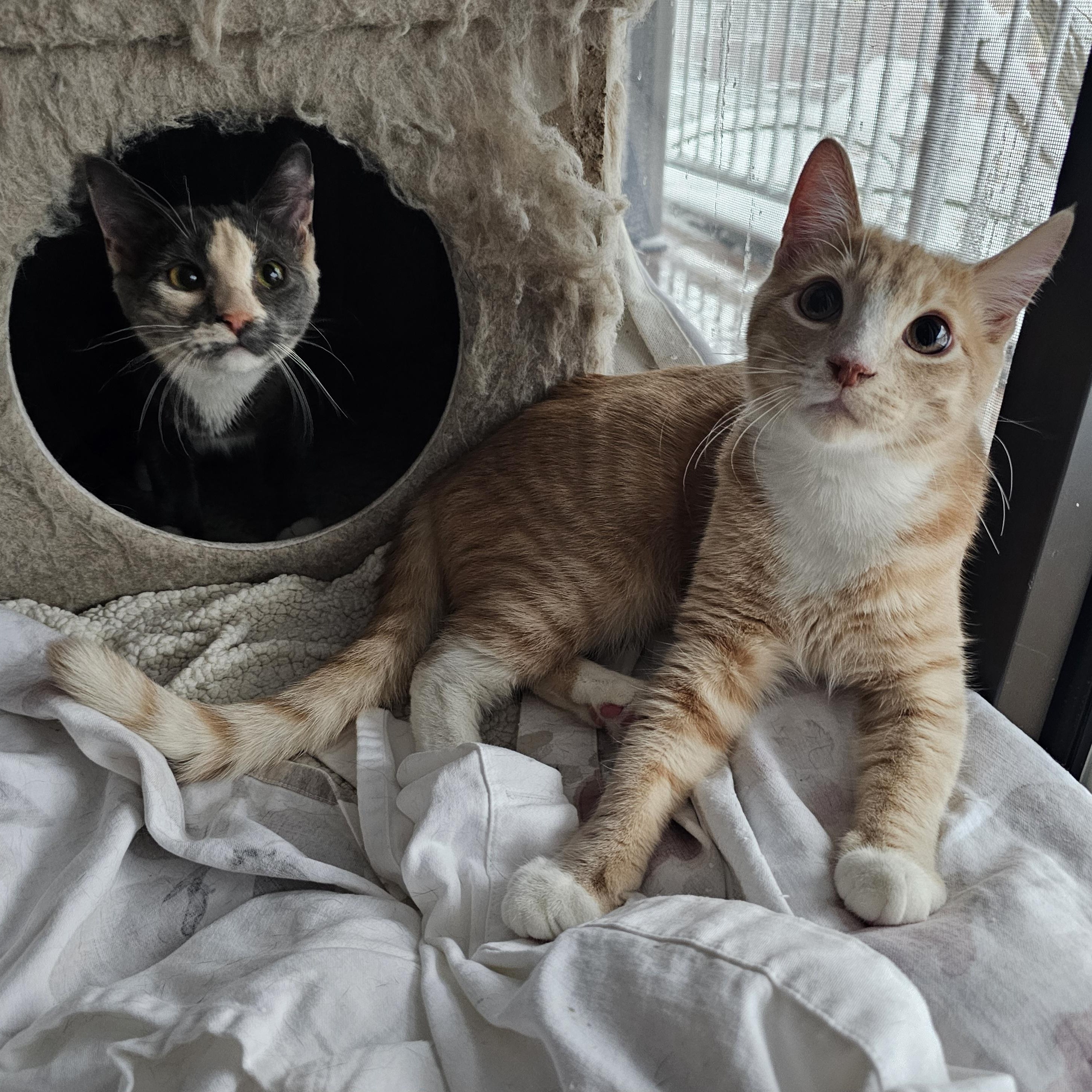 Enlarge Charlotte, a Adoptable Domestic Short Hair in Ridgefield, CT image 5/6