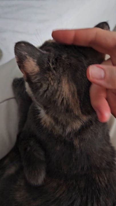 Enlarge Charlotte, a Adoptable Domestic Short Hair in Ridgefield, CT video 6/6