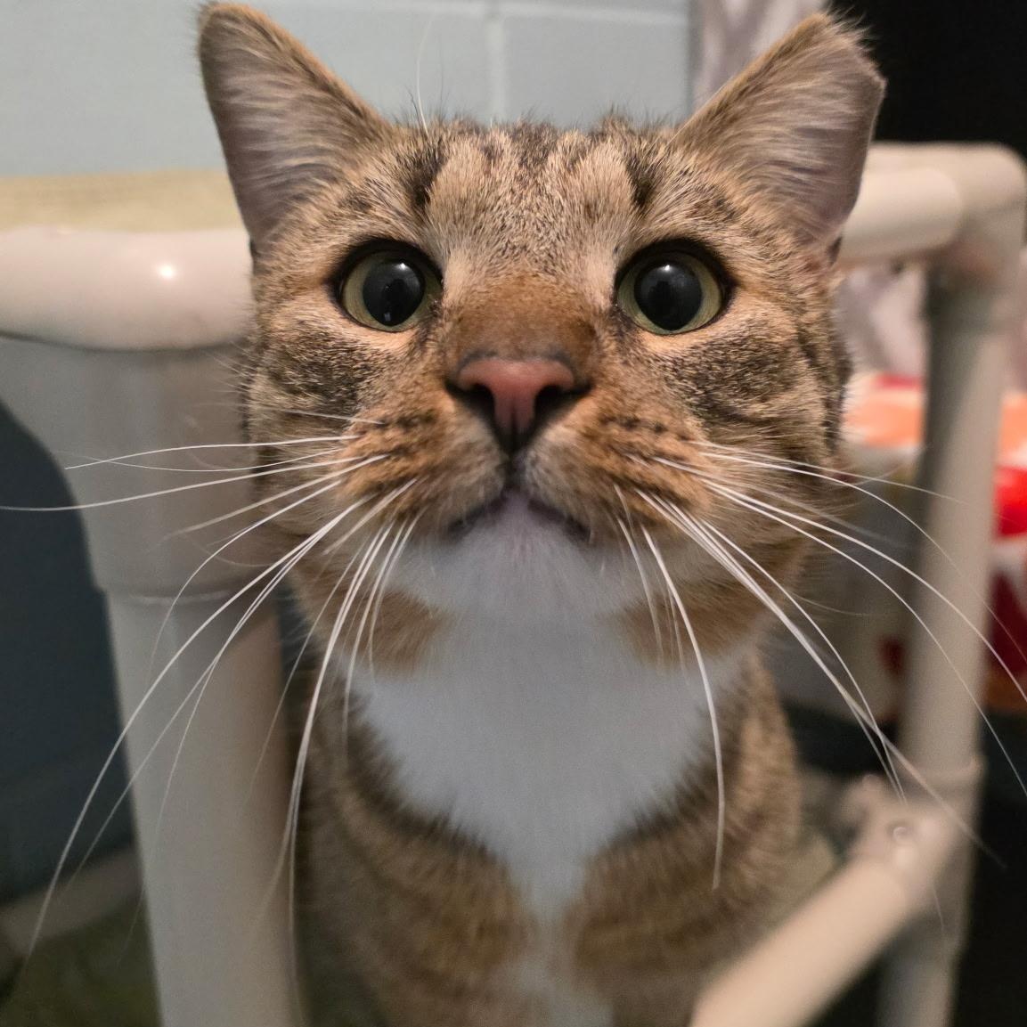 Parkour, ADOPTABLE, Adult Male Domestic Short Hair.