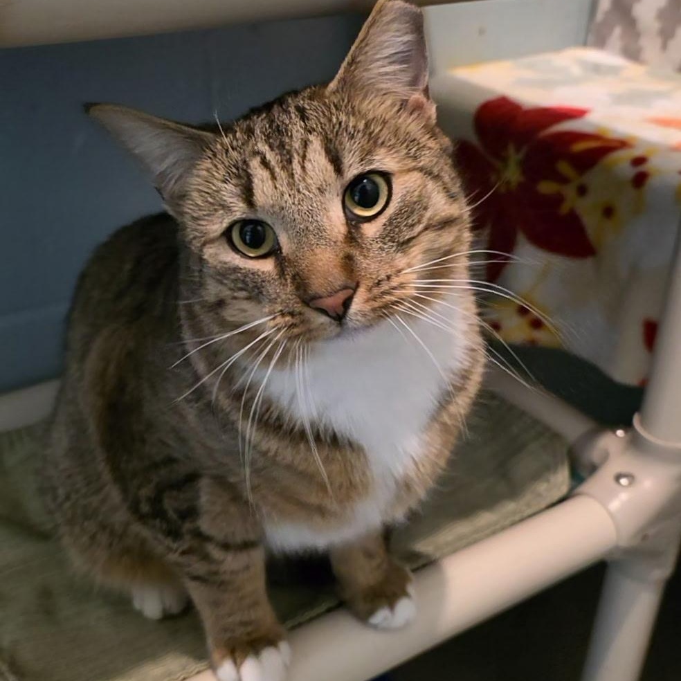 Enlarge Parkour, an adopted mixed breed in Smithtown, NY image 2/2