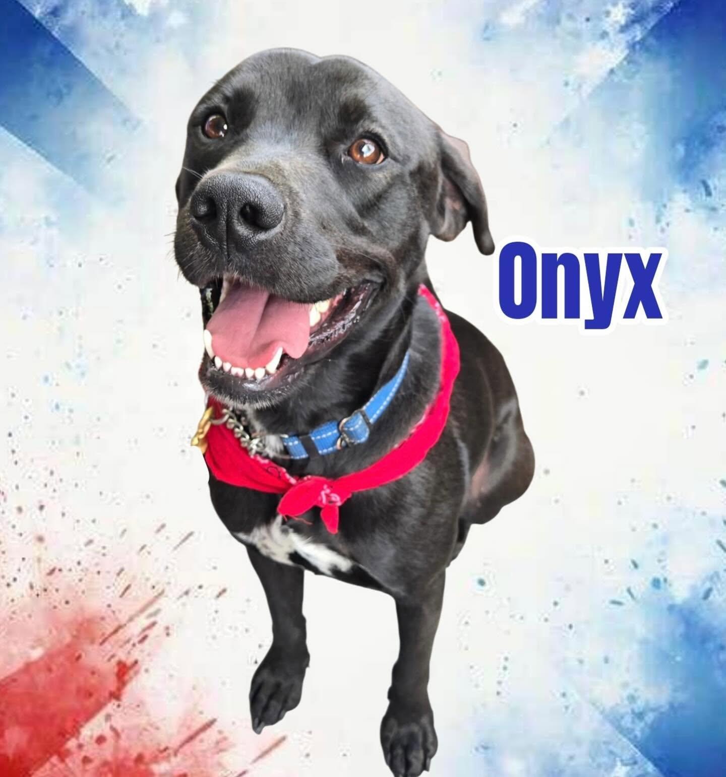 Enlarge Onyx, a Adoptable mixed breed in Raleigh, NC image 1/6