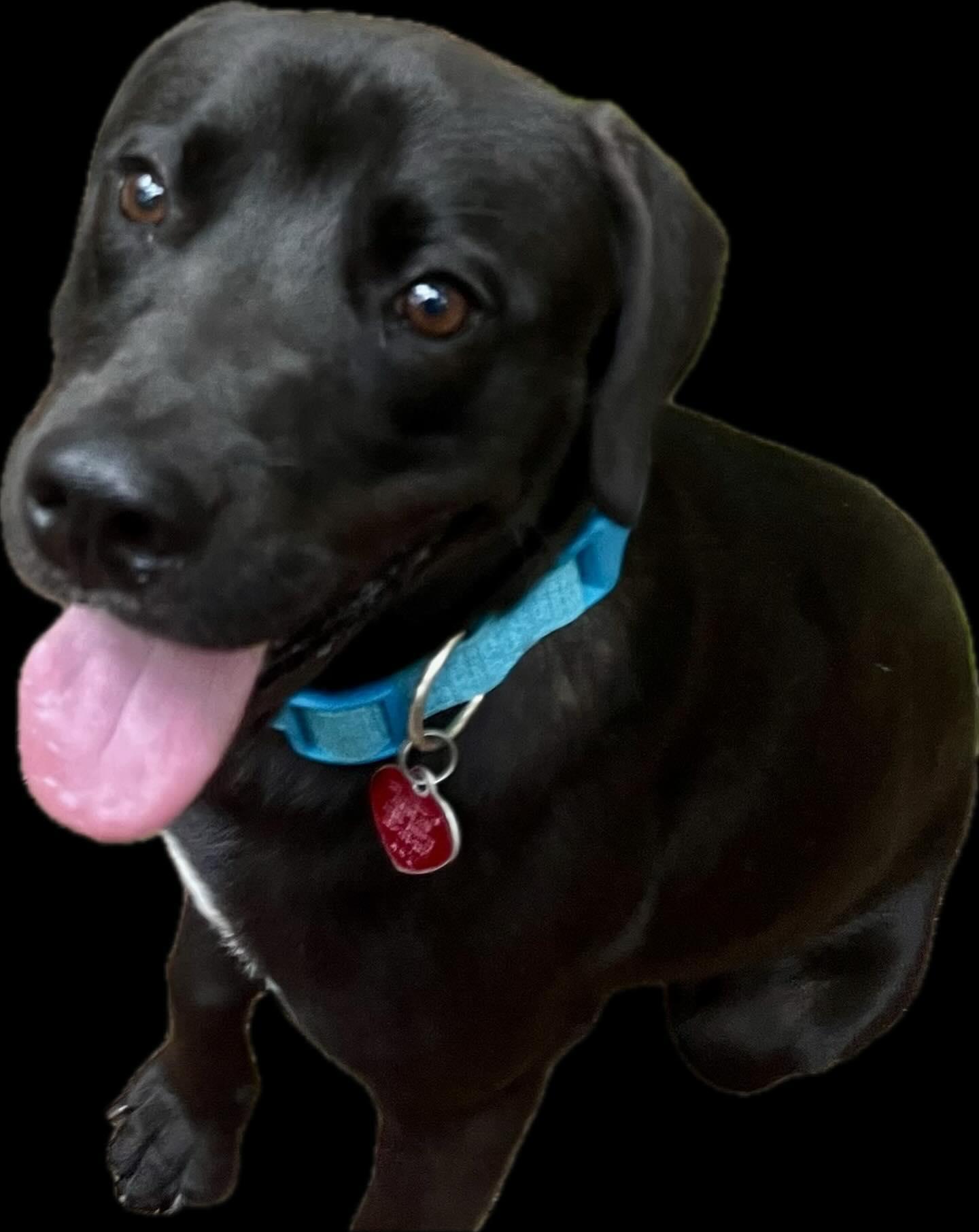 Onyx, Adoptable, Adult Male Labrador Retriever.