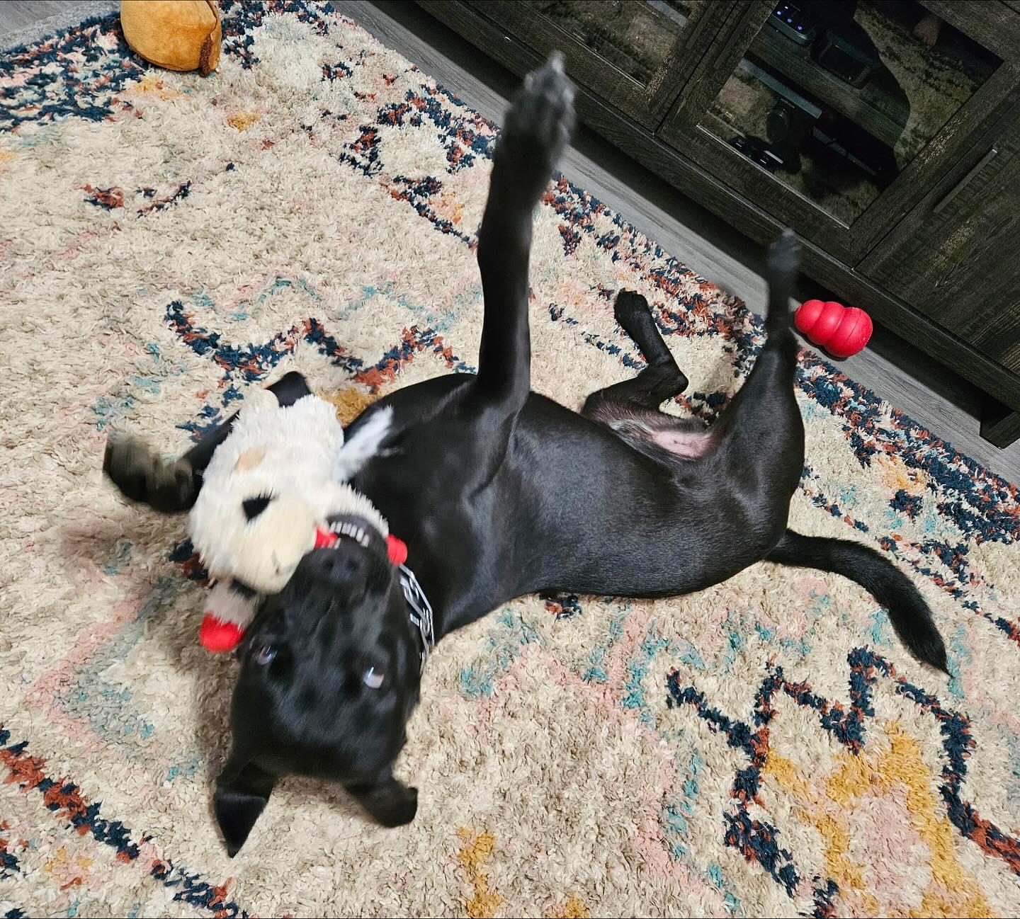 Onyx, a Adoptable mixed breed in Raleigh, NC image 5/6