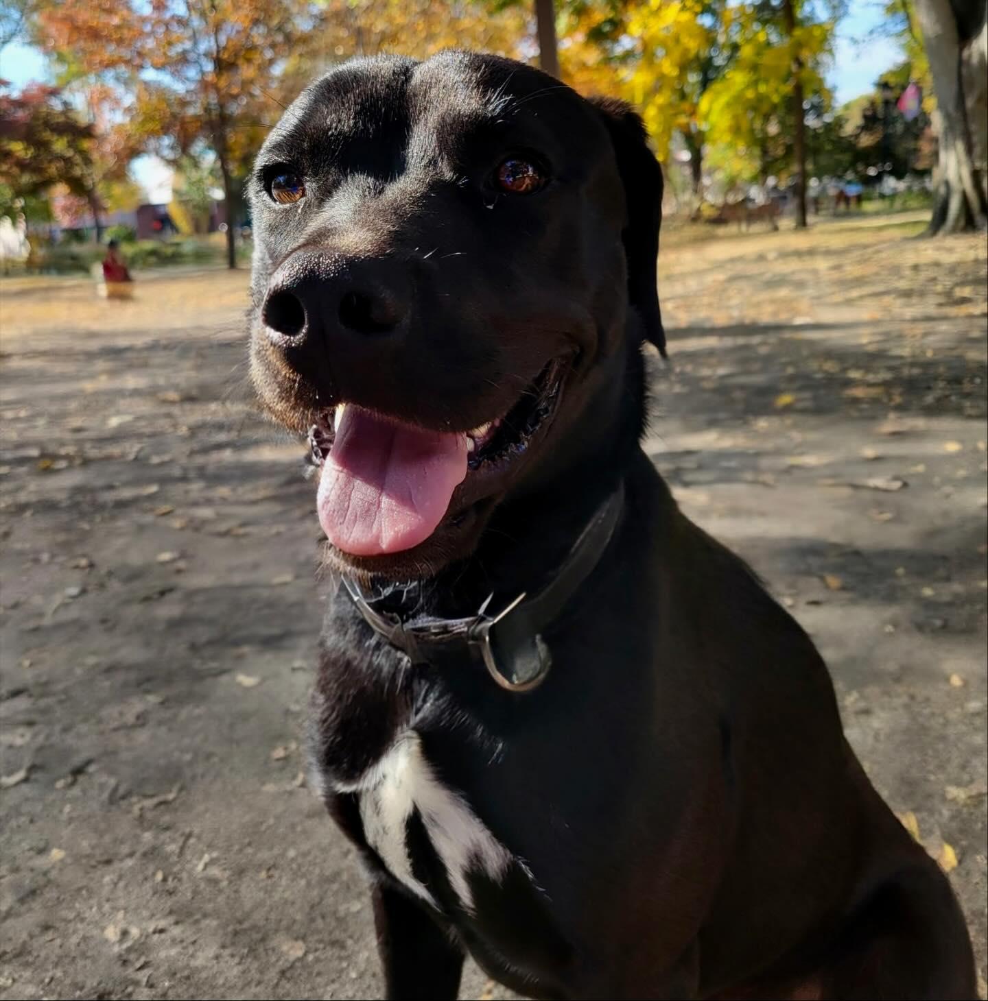 Onyx, a Adoptable mixed breed in Raleigh, NC image 3/6