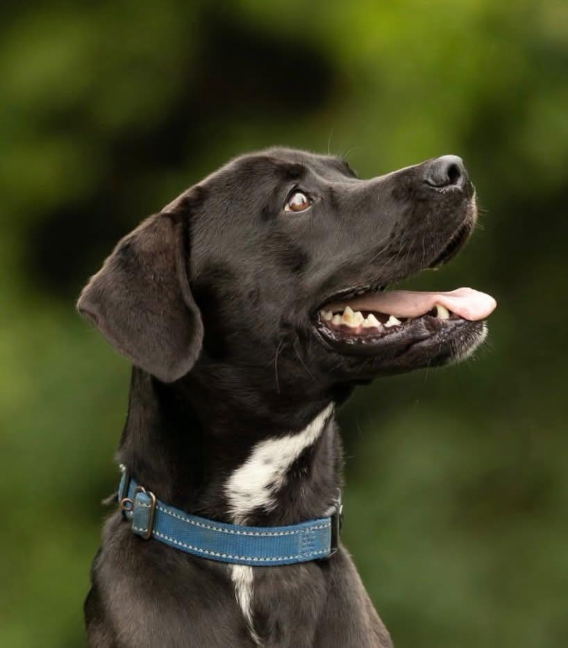 Onyx, a Adoptable mixed breed in Raleigh, NC image 4/6