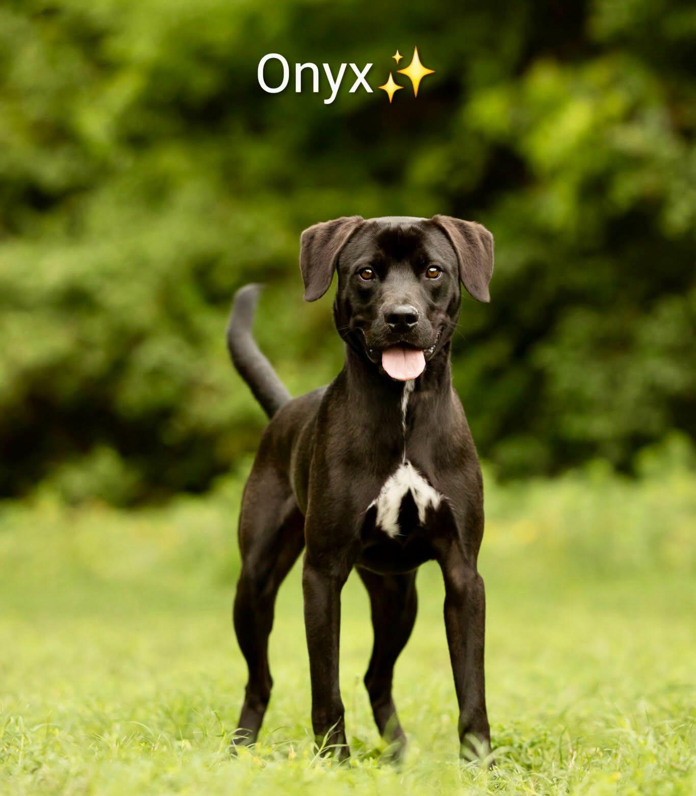 Onyx, a Adoptable mixed breed in Raleigh, NC image 3/6