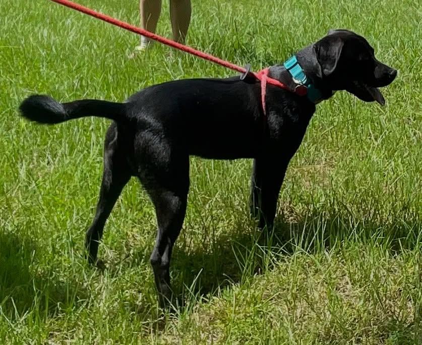 Onyx, a Adoptable mixed breed in Raleigh, NC image 4/6