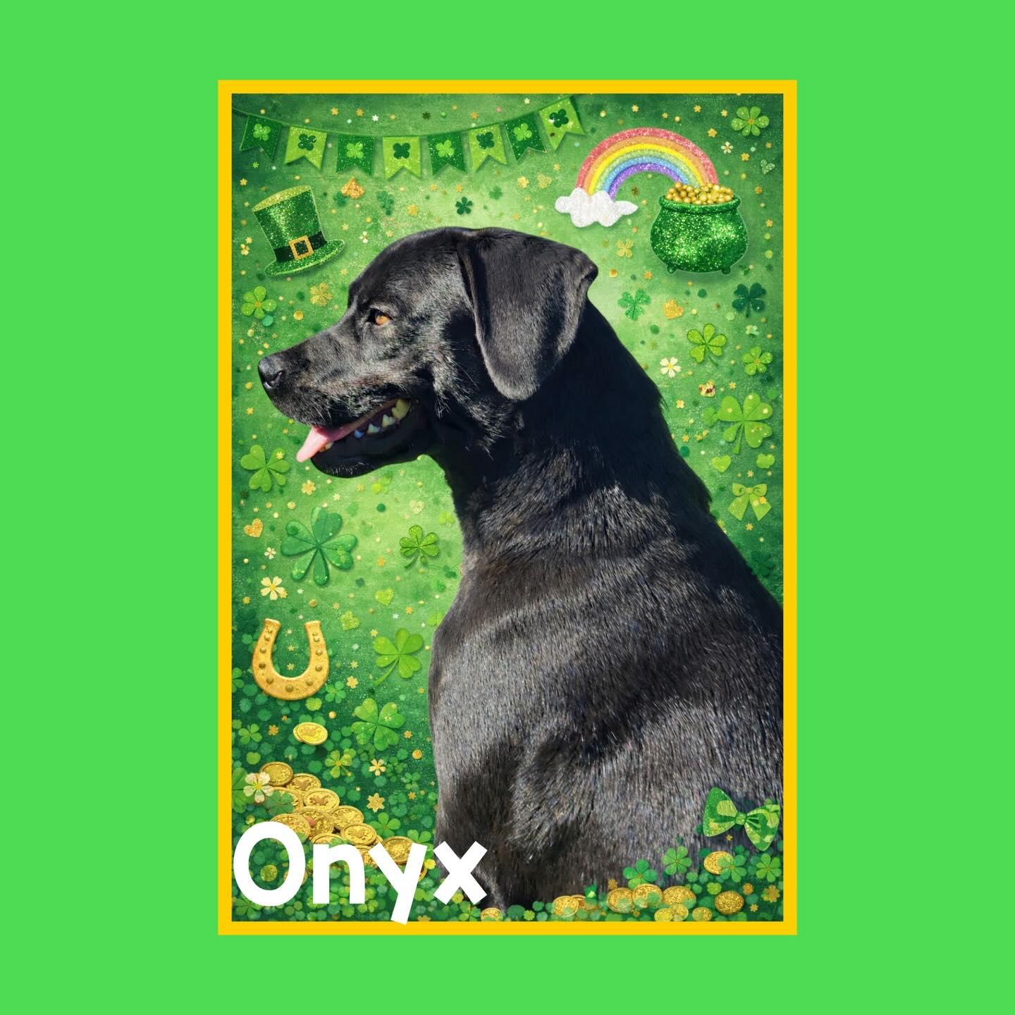 Onyx, a Adoptable mixed breed in Raleigh, NC image 1/6
