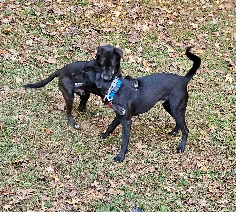 Onyx, a Adoptable mixed breed in Raleigh, NC image 6/6