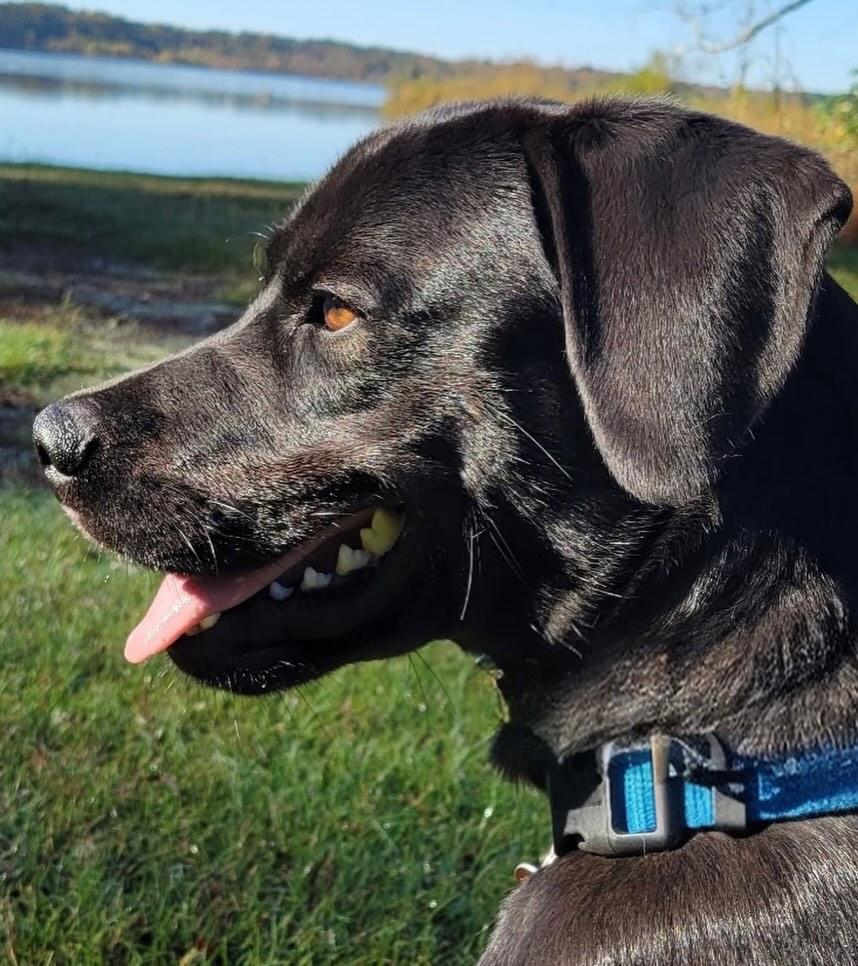 Enlarge Onyx, a Adoptable mixed breed in Raleigh, NC image 3/6