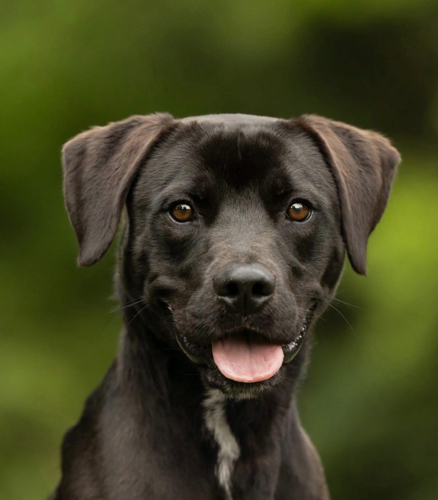Onyx, a Adoptable mixed breed in Raleigh, NC image 1/6